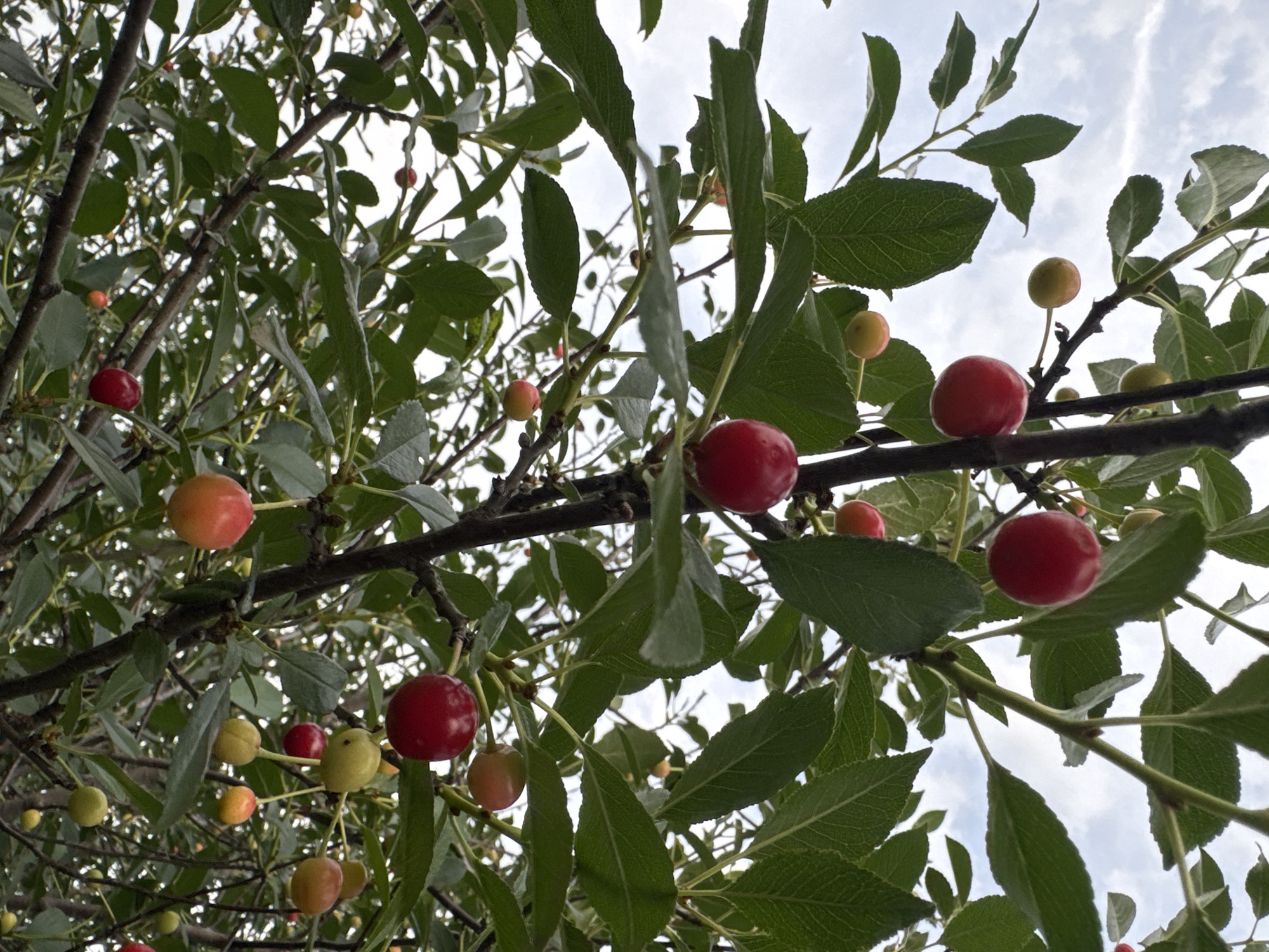 Cherry harvest and garden life at a rural Altai homestead