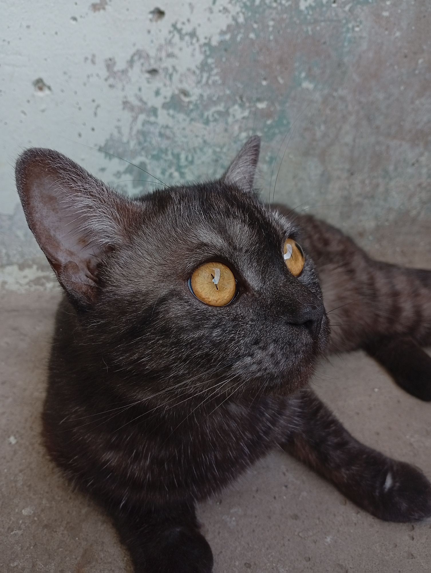 Cats photographed across Naberezhnye Chelny neighborhoods during morning hours