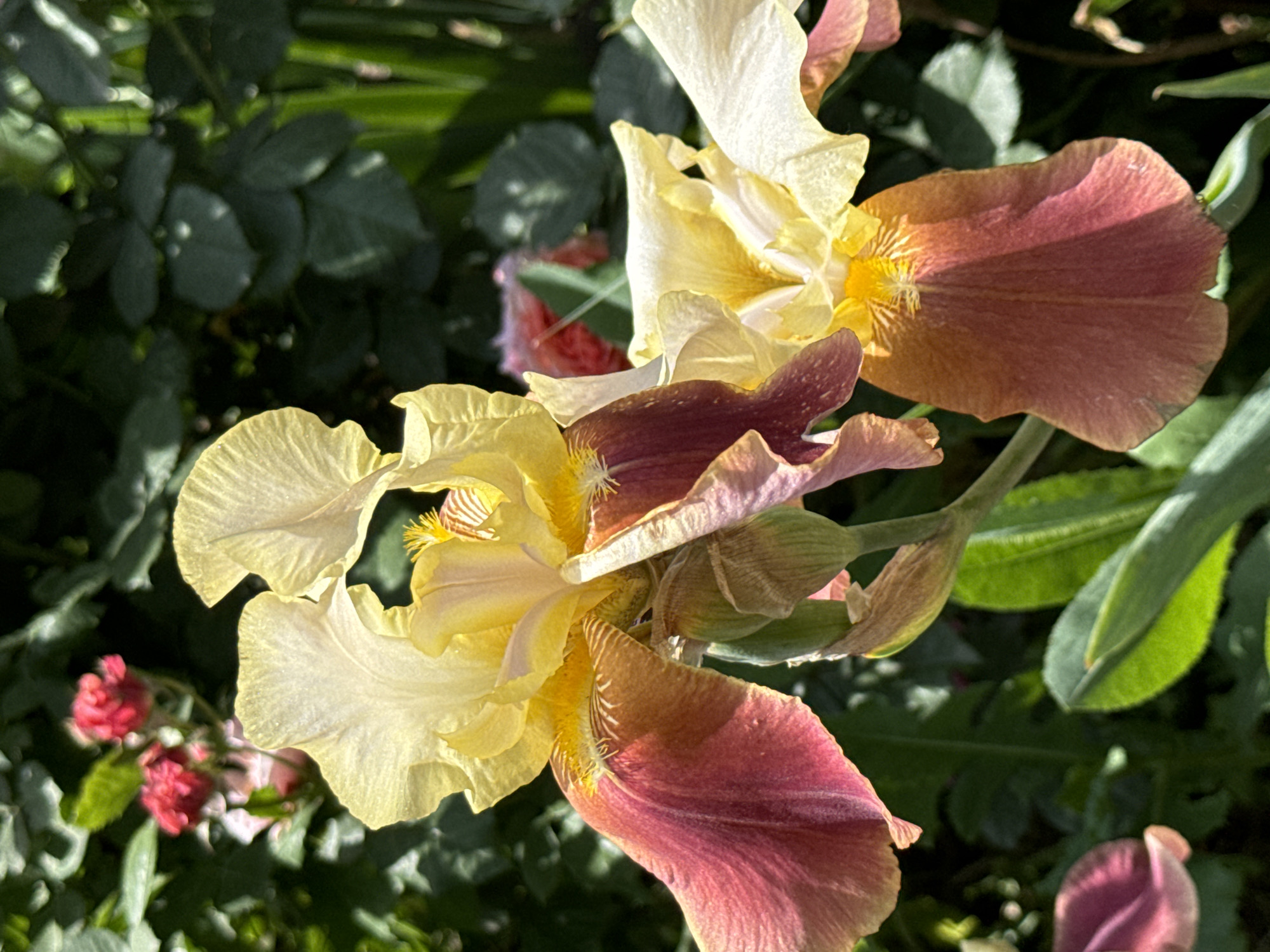 Morning garden blooms documented in Novopokrovka, Kyrgyzstan