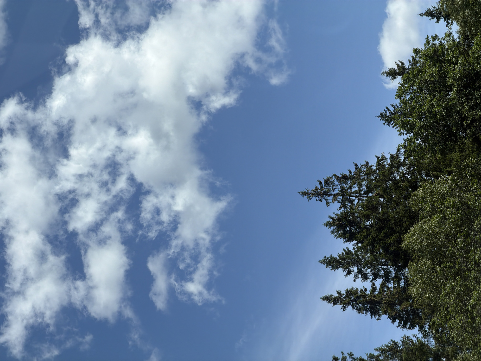 Blue sky and conifer tops in rural northwestern Russia