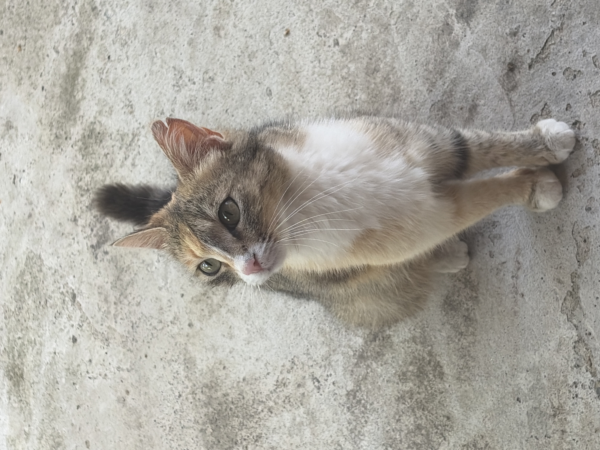 Calico cat on concrete in Baurene, Bulgaria