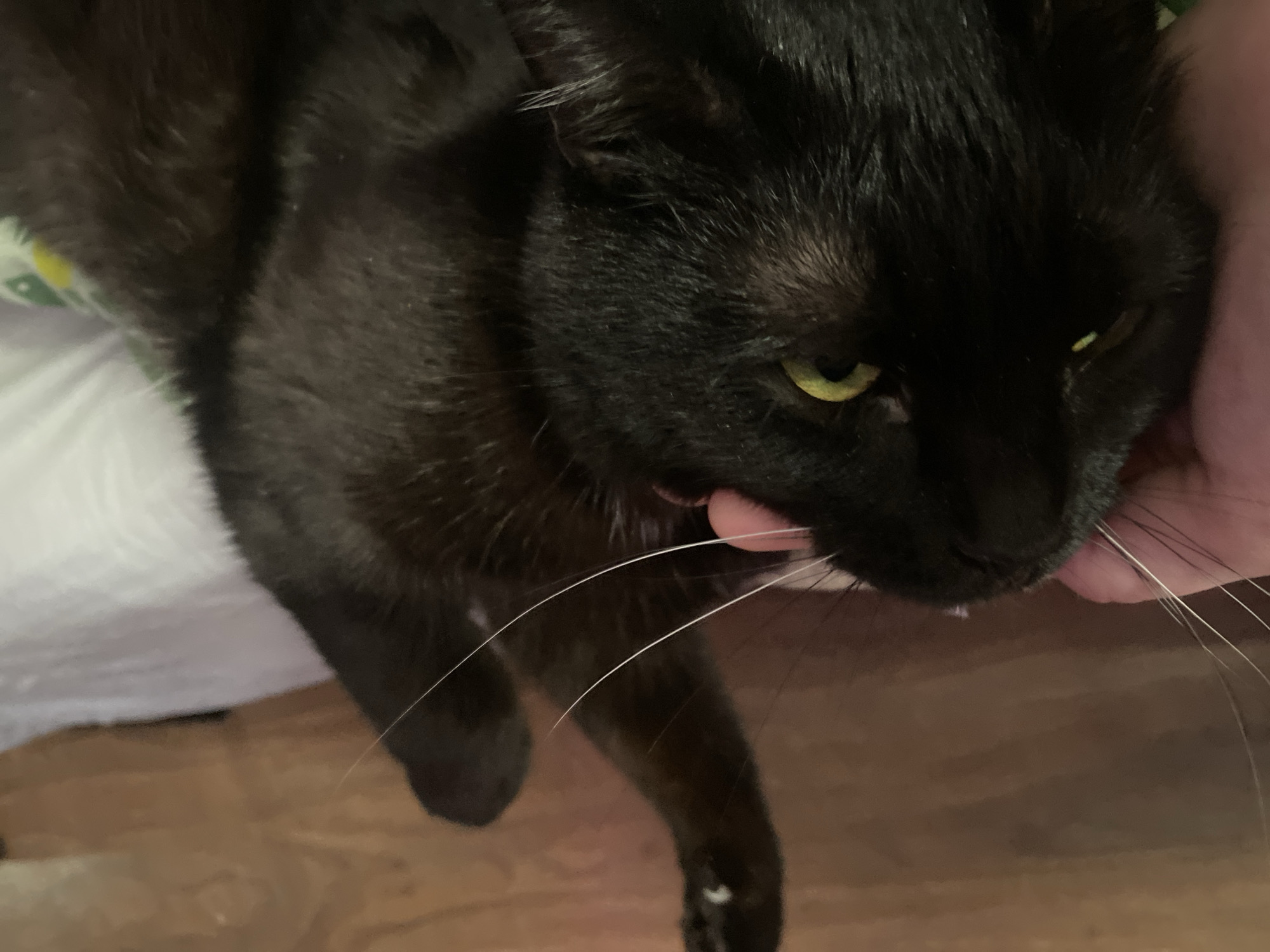 Black cat photographed in quiet moments with owner in Izhevsk