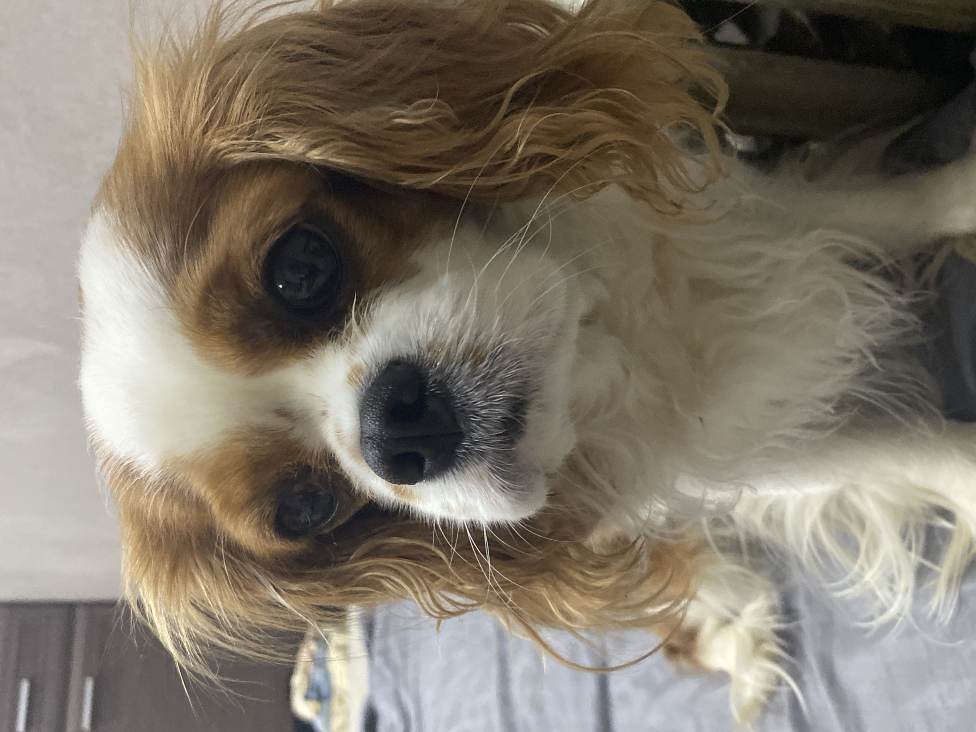 Blenheim Cavalier King Charles Spaniel photographed in close-up portraits