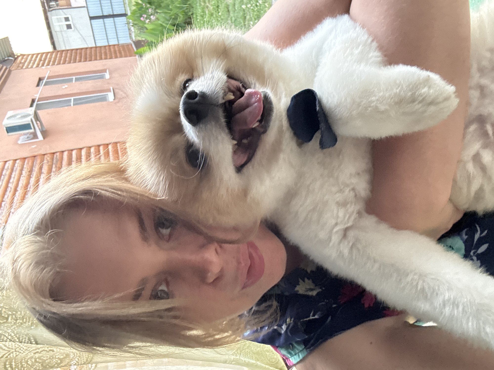 Lazy afternoon with a Pomeranian in Alakhadzi, Abkhazia