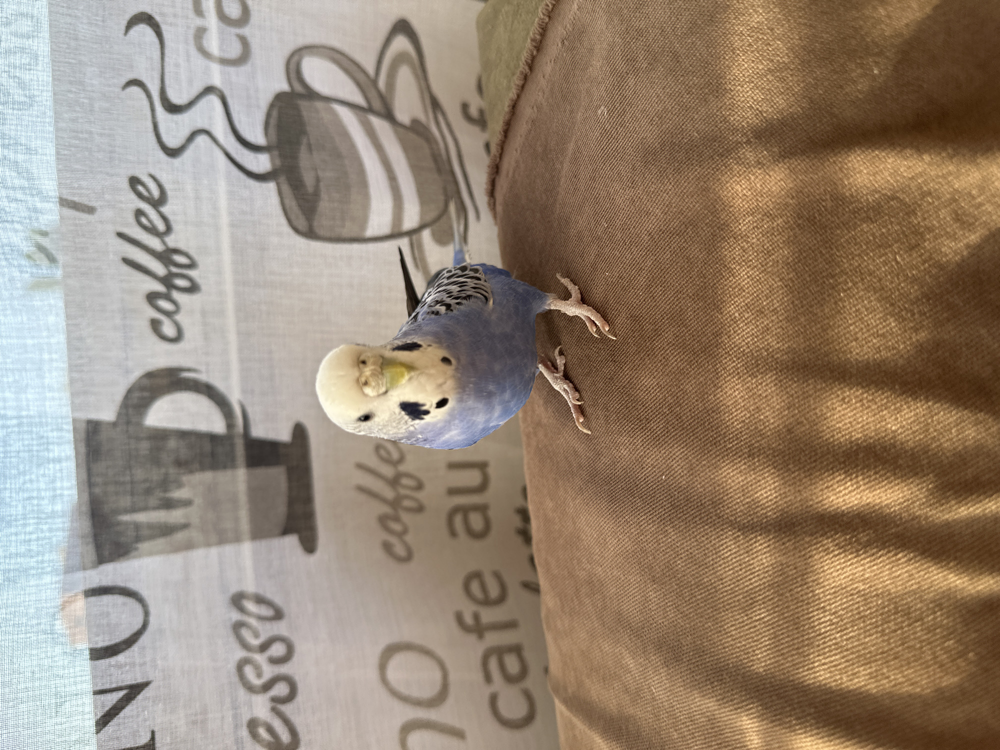 A budgie hangs out at home, exploring its usual spots.