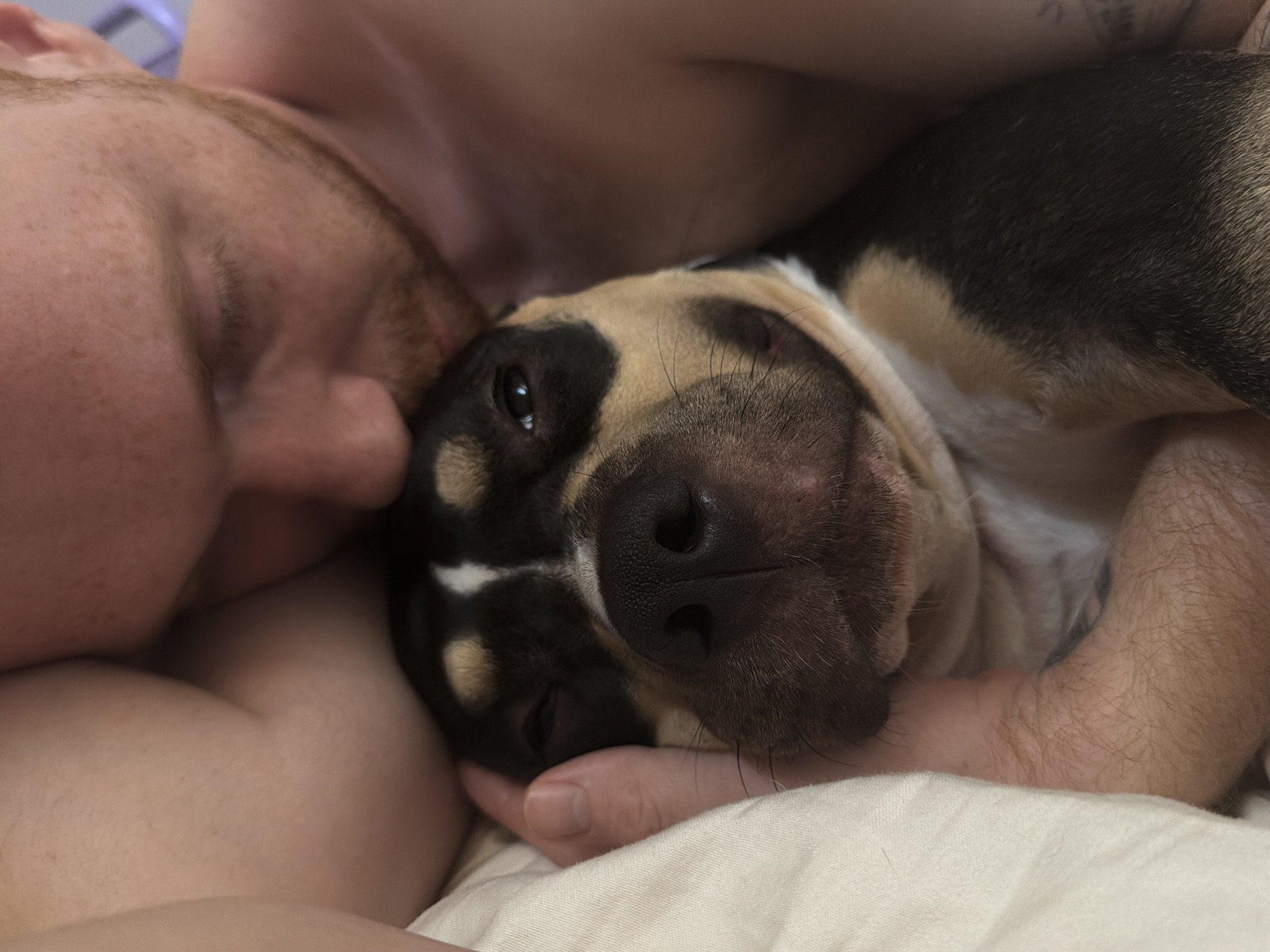 Cozy indoor moment with a dog in Tel Aviv
