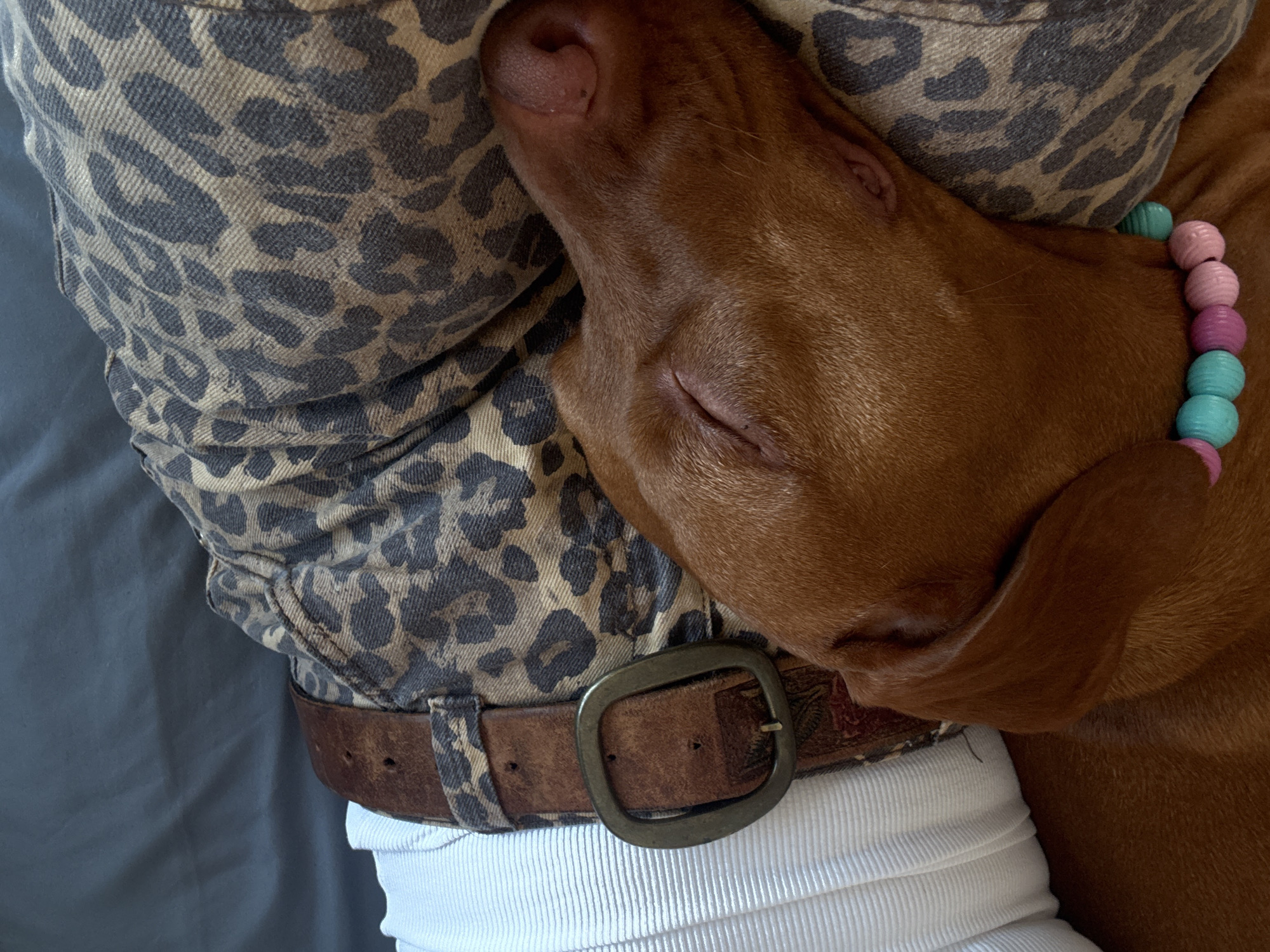 Sofia resident documents evening with two dogs, indoor rest and nighttime walks