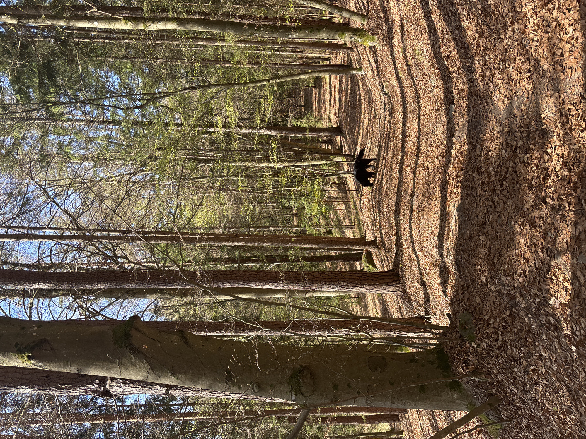 Sideways forest photograph captured in Pörtschach am Wörthersee