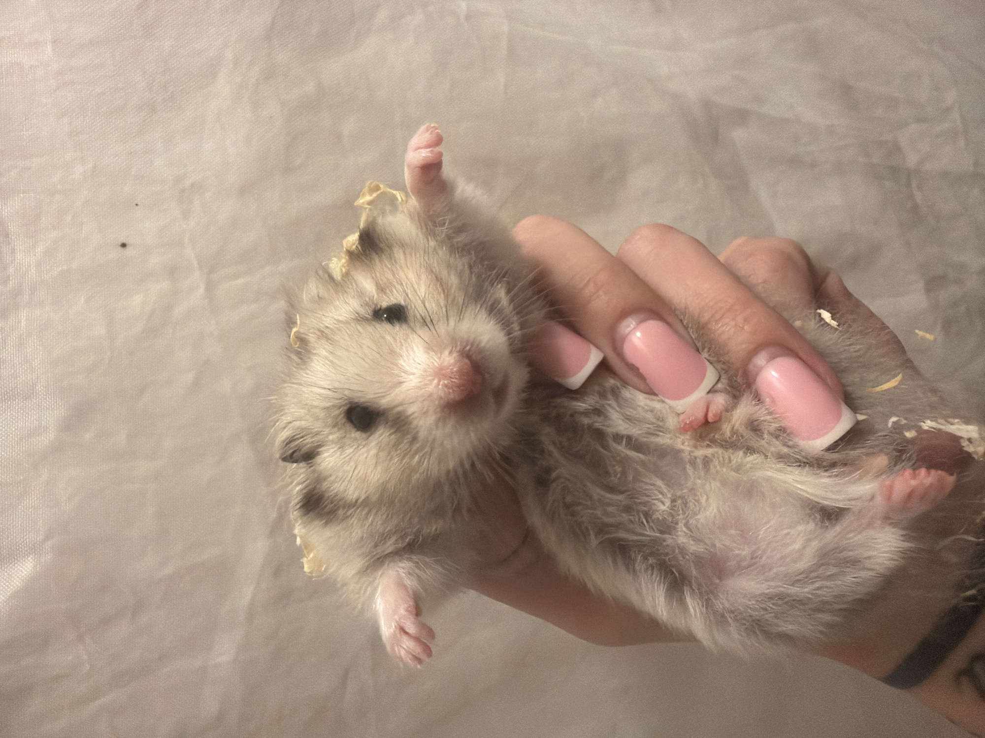 Tallinn resident captures pets and nature during evening hours