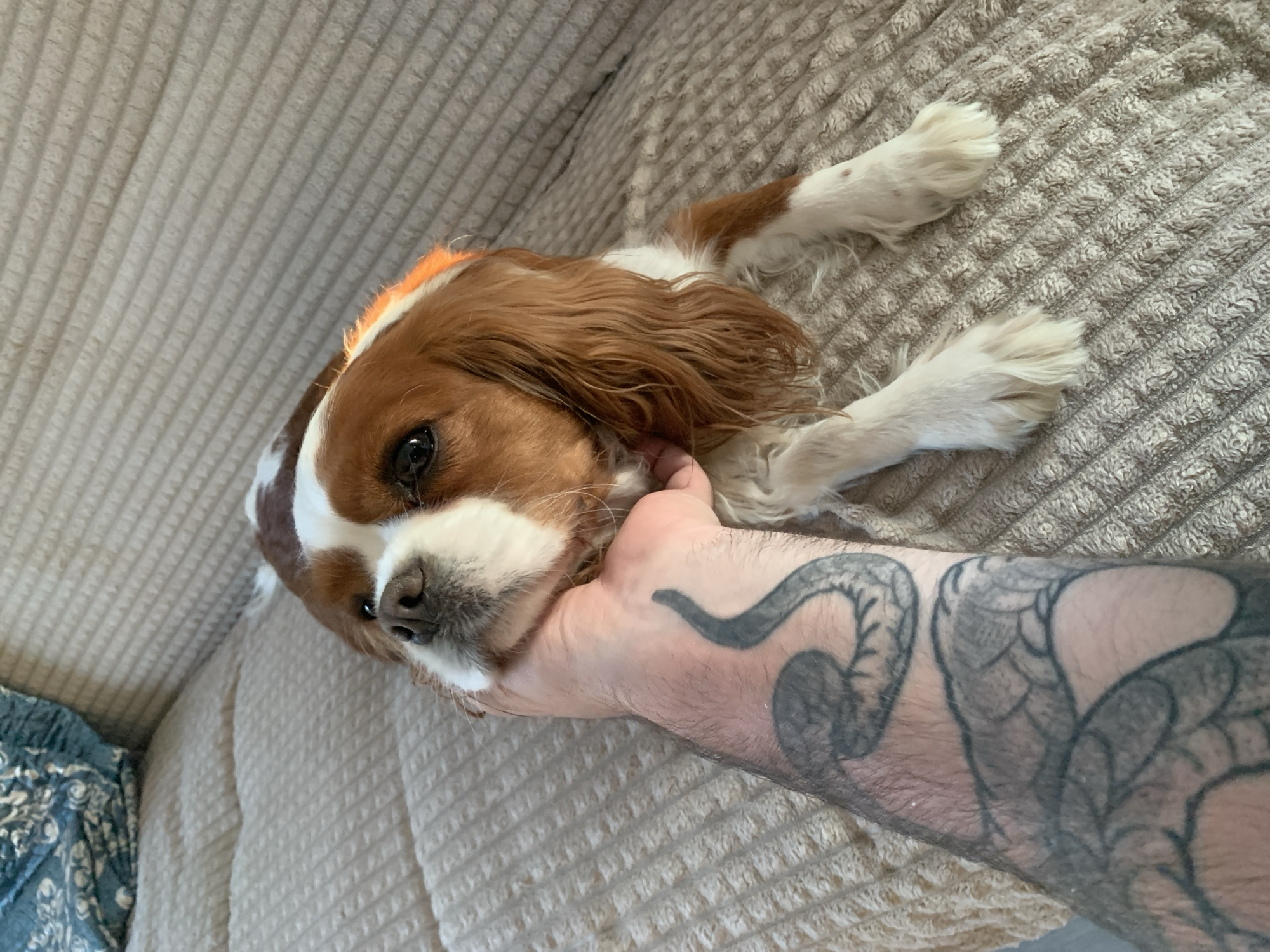 Quiet moments with pets and dandelions captured in Прикамский