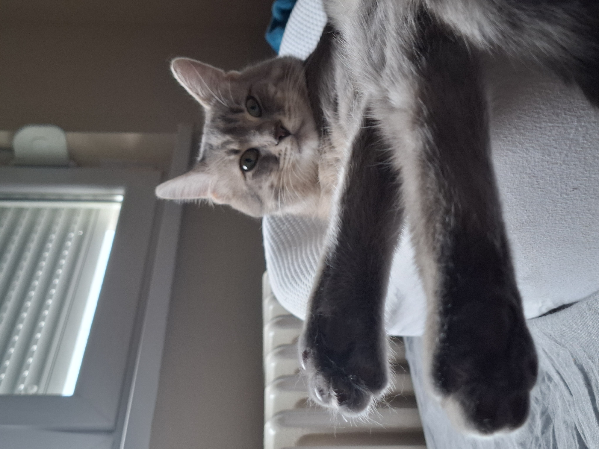 Gray tabby cat naps peacefully on white surfaces in Novi Sad