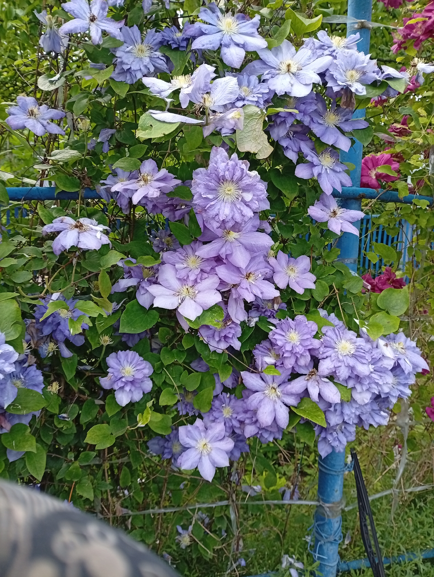 Morning garden life documented in Gorkaya-Balka, Russia