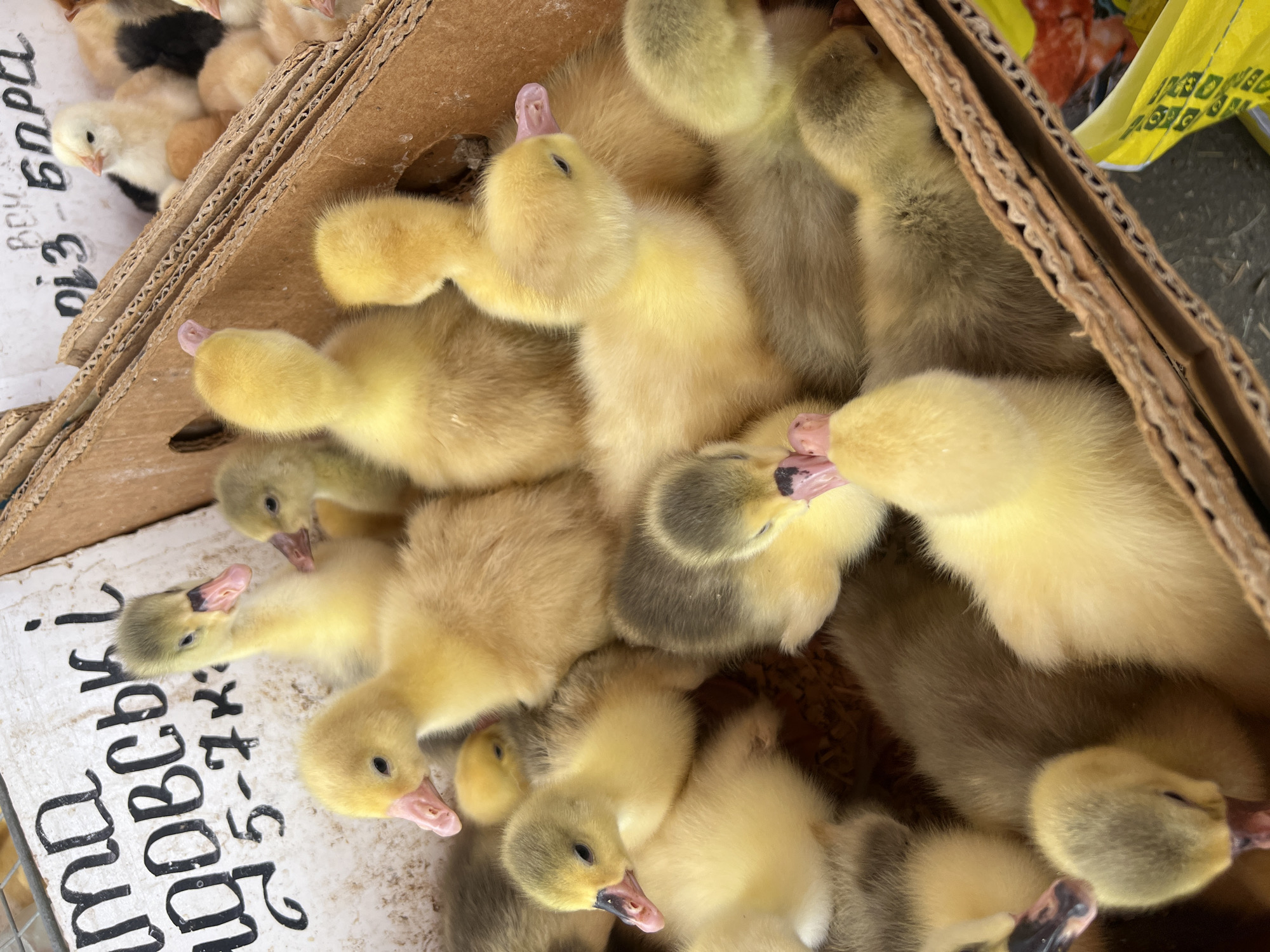 Goslings and chicks for sale at a Kharkiv market