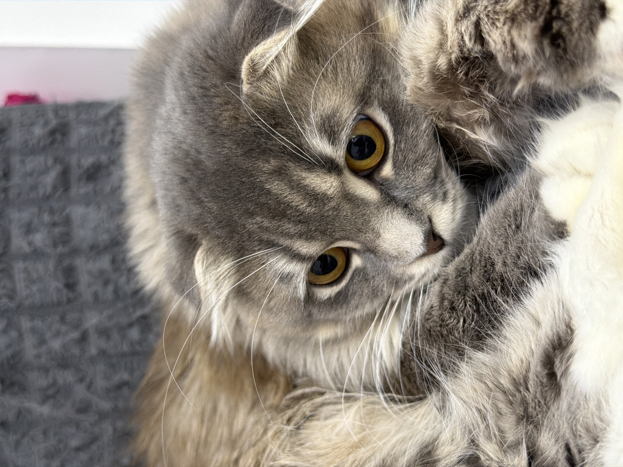 Fluffy Scottish Fold cat relaxing at home in Ukraine