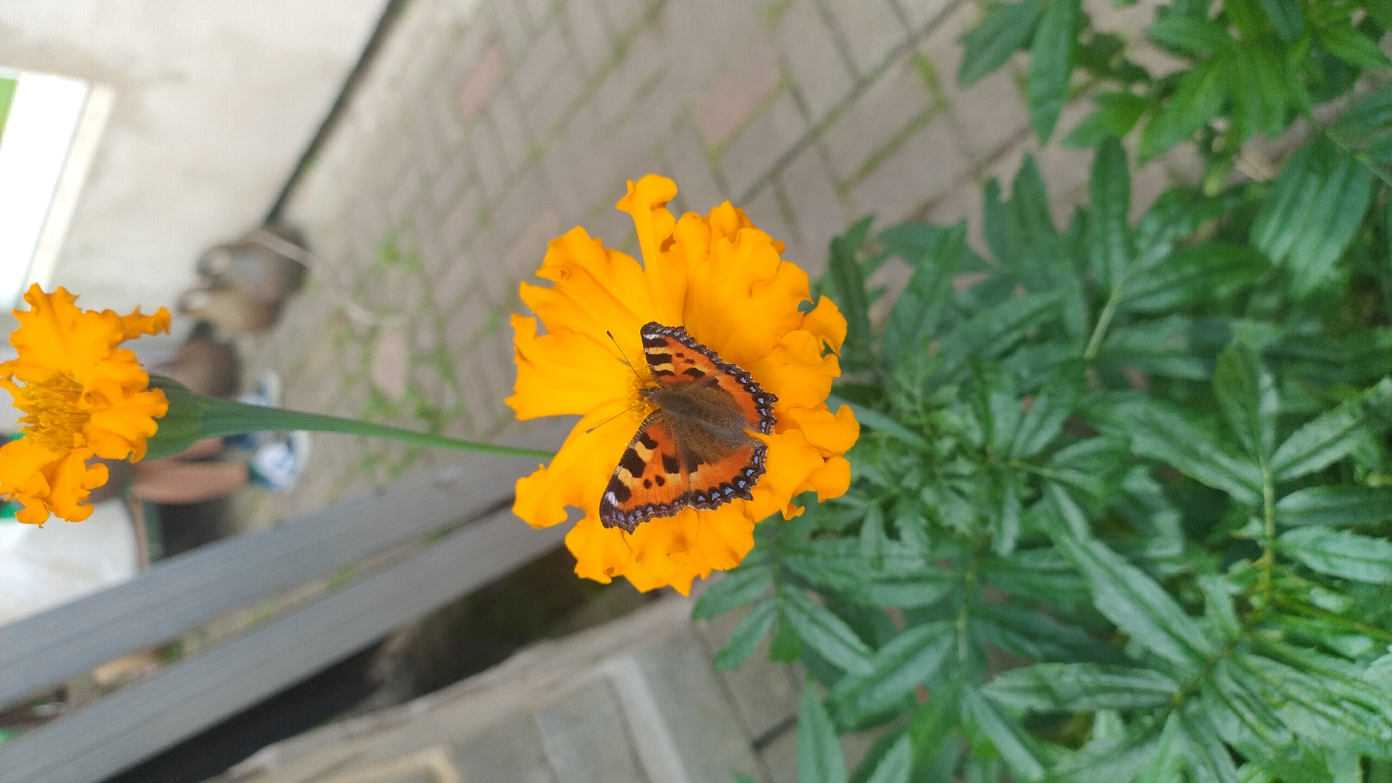 Butterflies, blooms, and a Harley in Tukums, Latvia