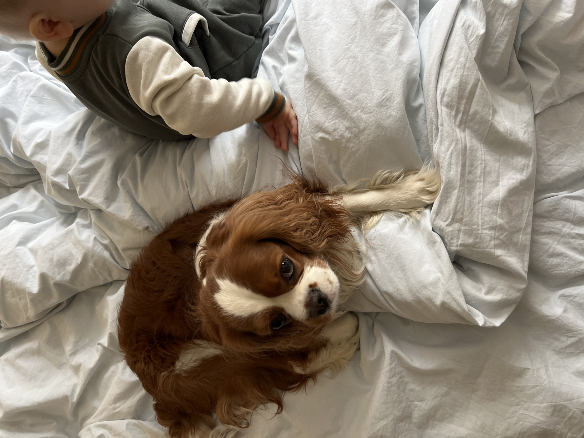 Morning domestic moments captured in Khimki: child with dog, flowers