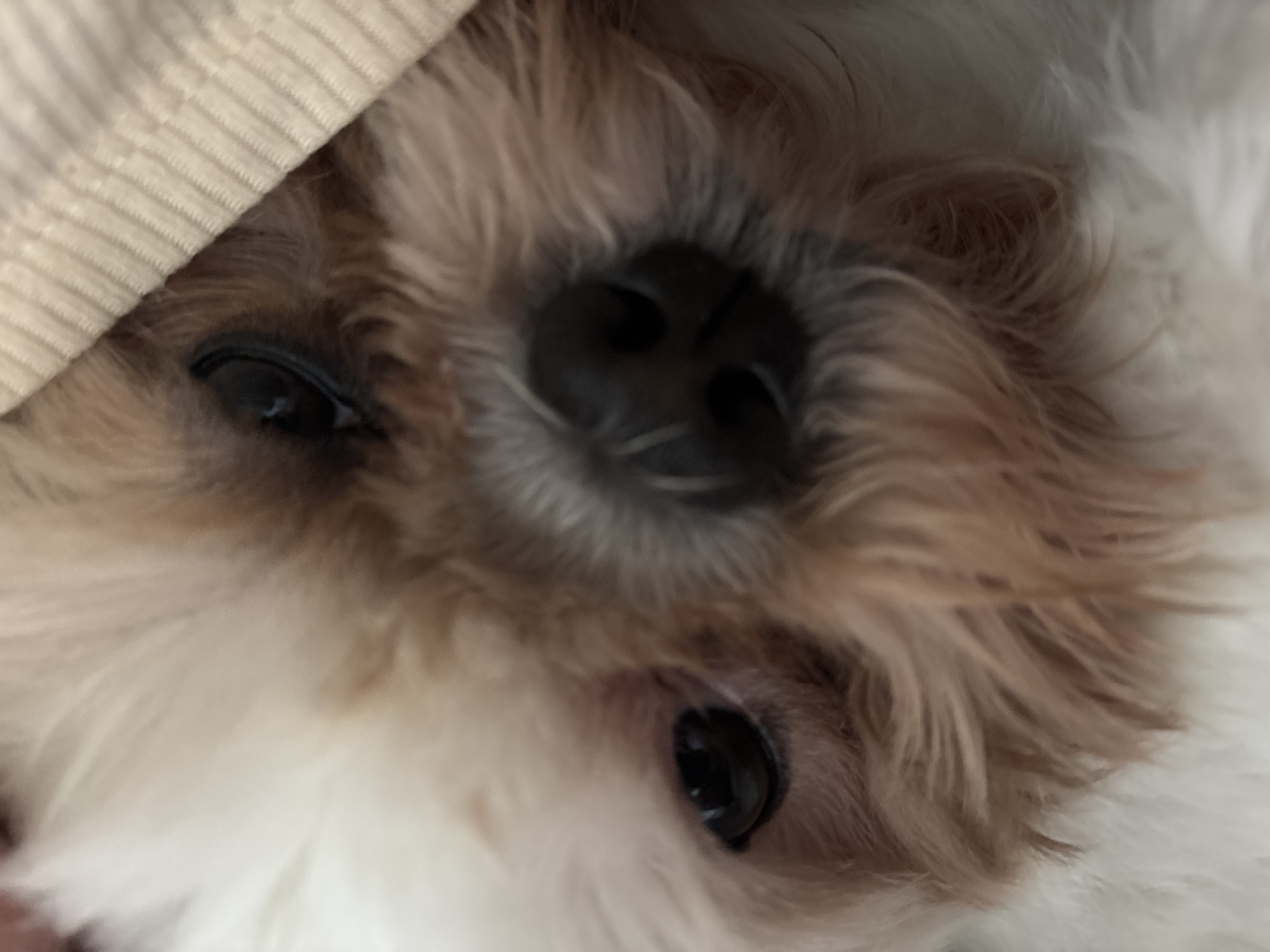 Small dog photographed in multiple close-ups in Sofia