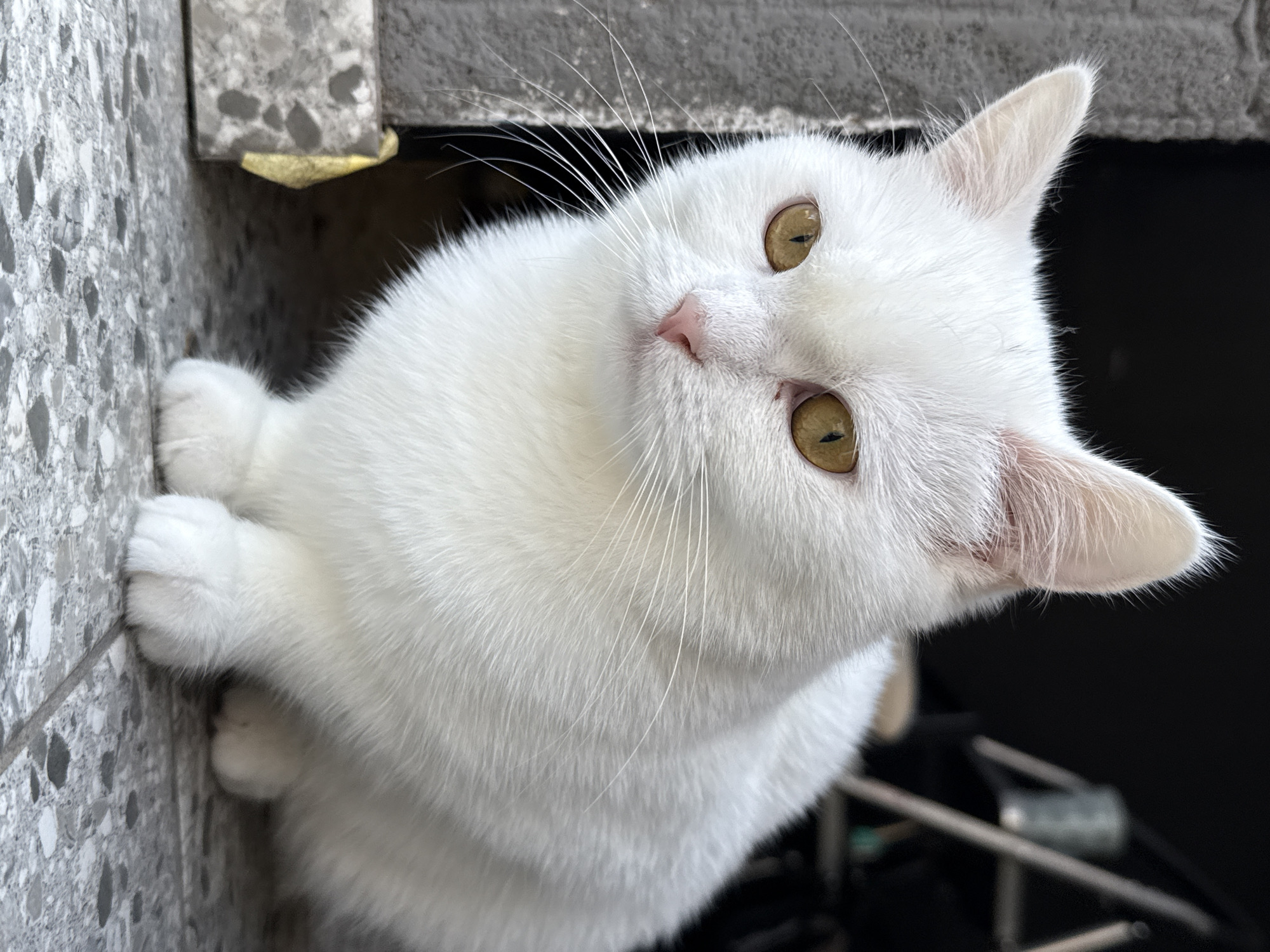 Fluffy white cat photographed from multiple angles, indoors and out.