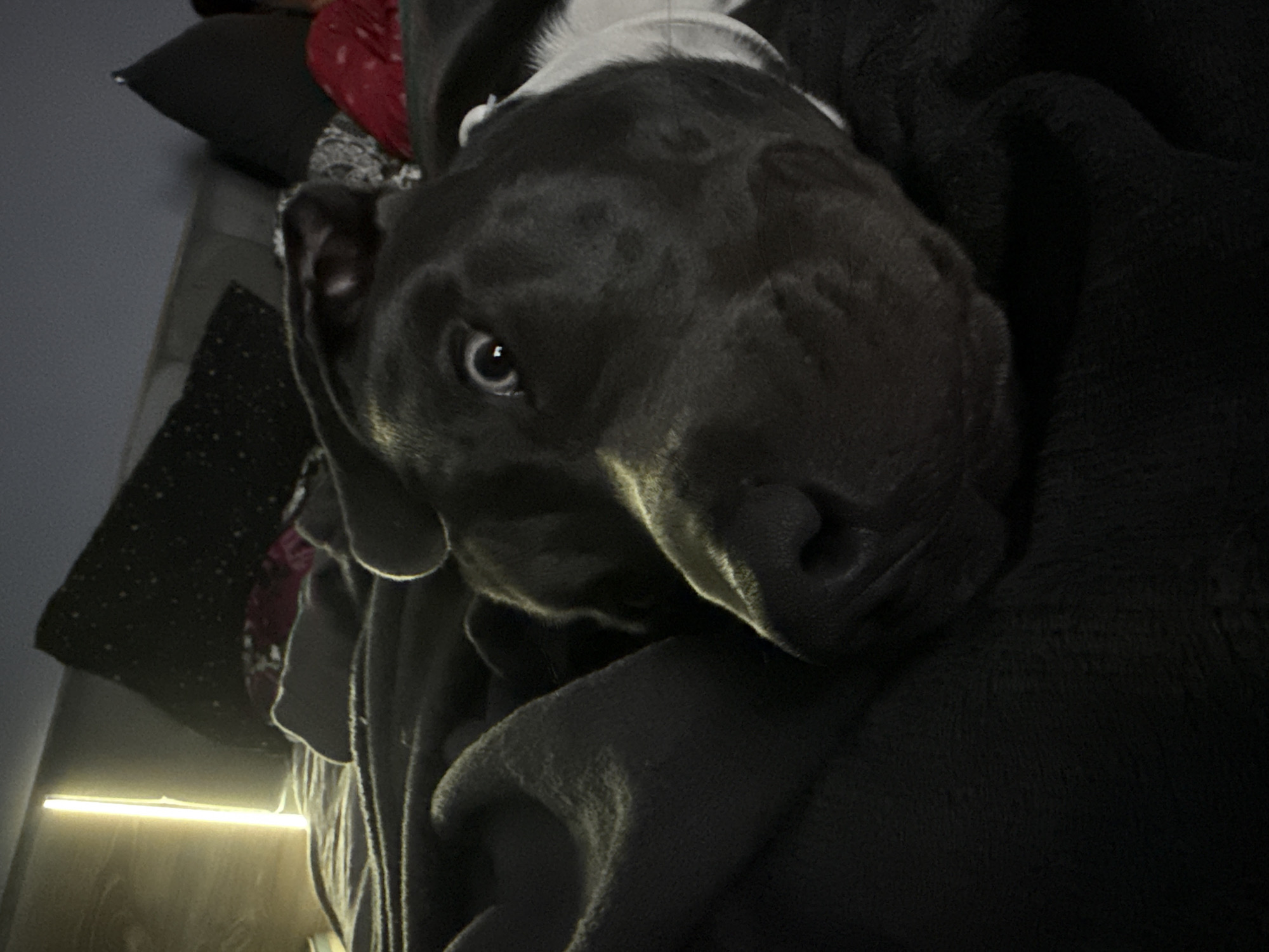 Pitbull dog photographed resting indoors in Varna, Bulgaria