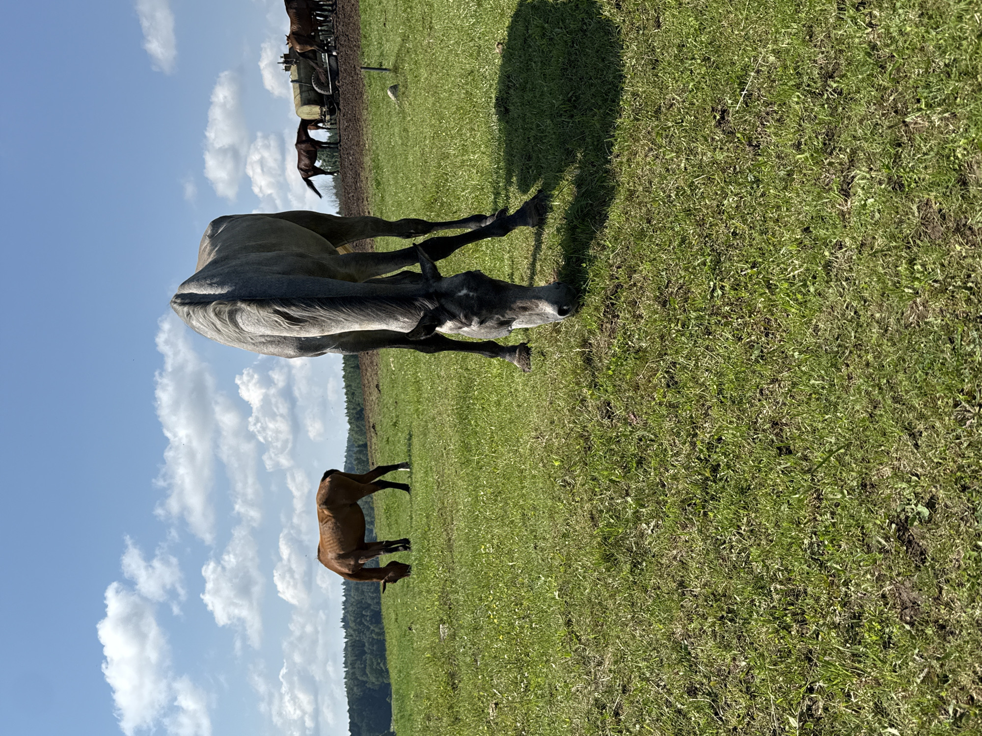 Mixed herd grazes across Galinė pastures on a bright summer morning