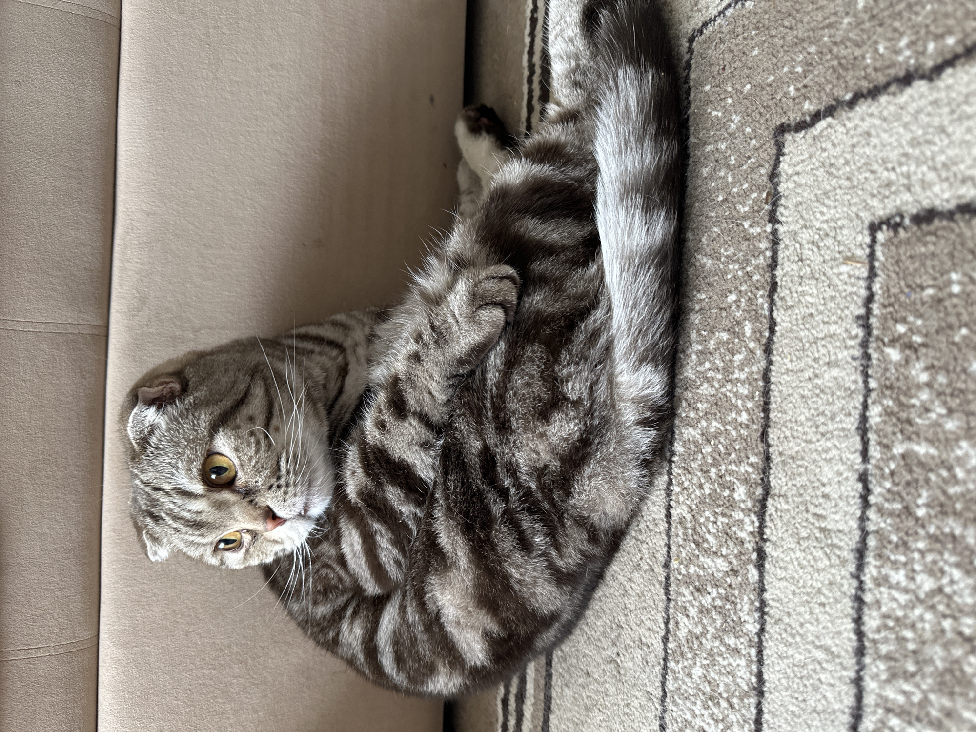 Scottish Fold Cat Captured in Multiple Relaxed Poses at Home