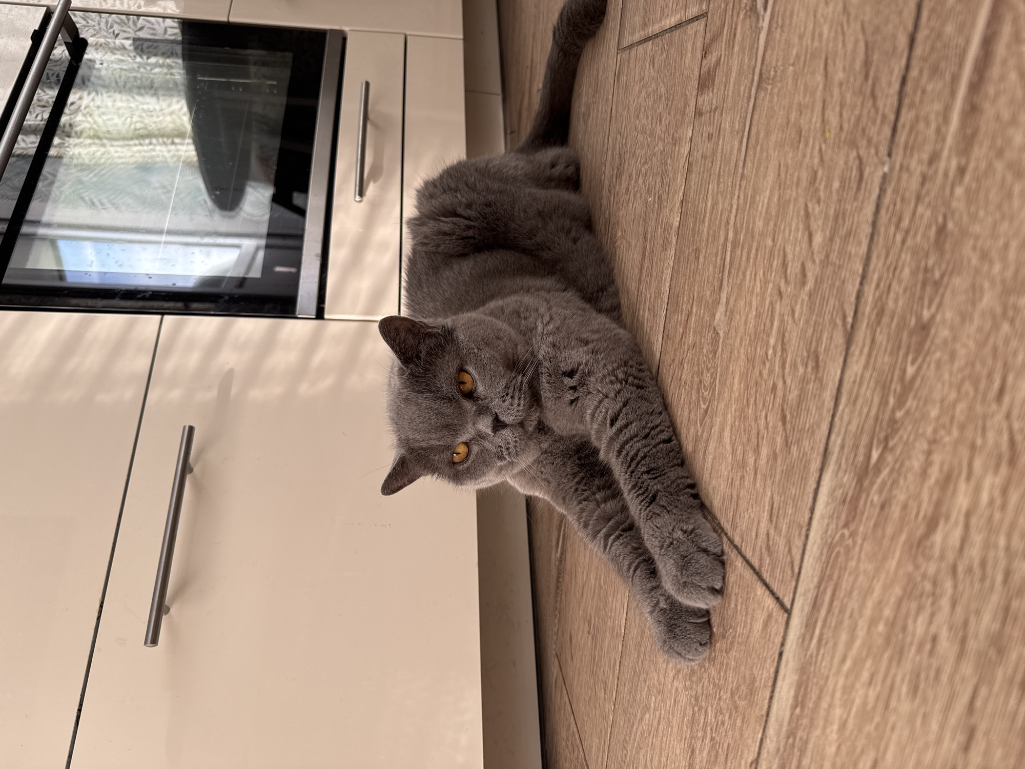 British Shorthair cat relaxes on kitchen floor in Russia