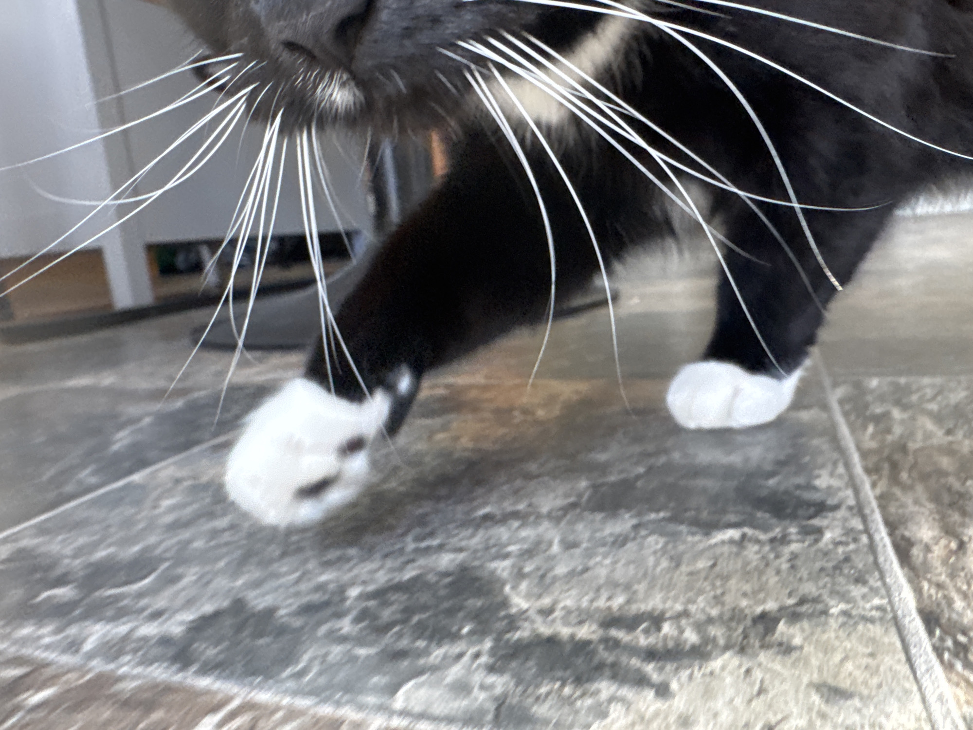 Domestic cats captured in everyday moments across Desborough homes