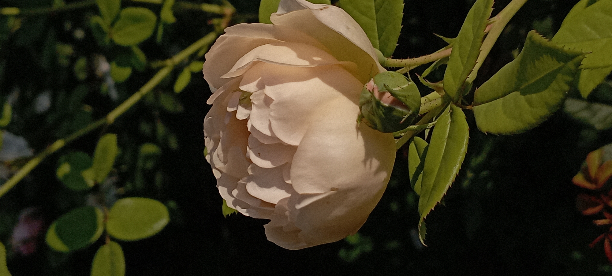 Close-up series of pink roses in full bloom