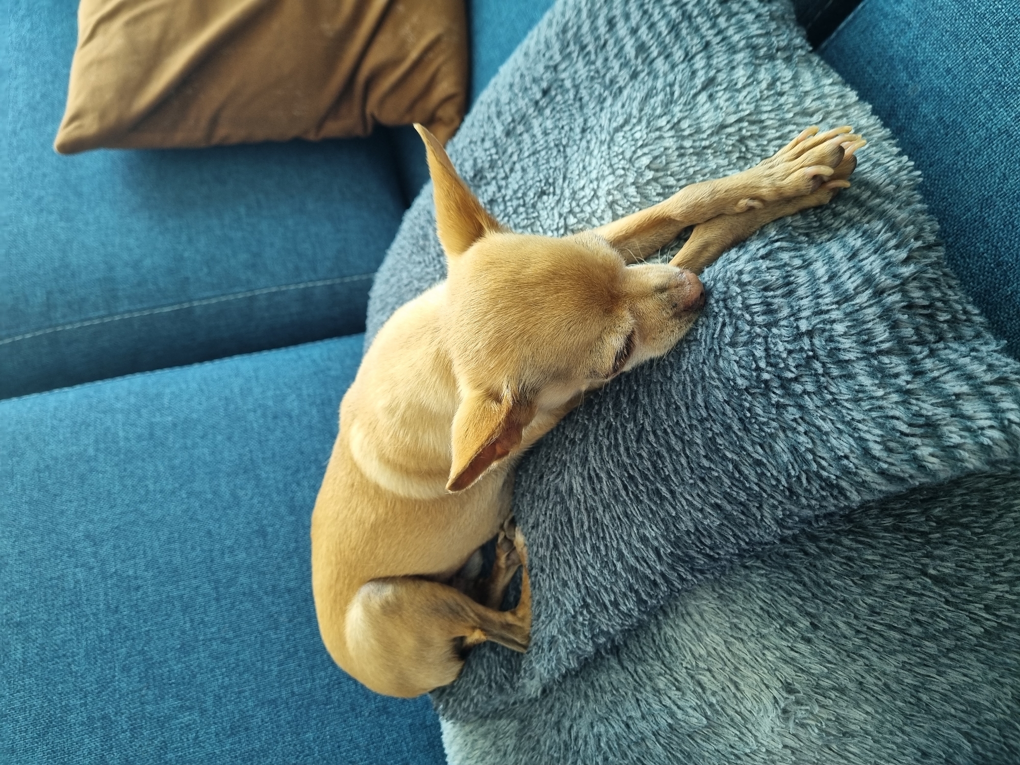 Chihuahua sleeps peacefully on blue couch in Mexican town