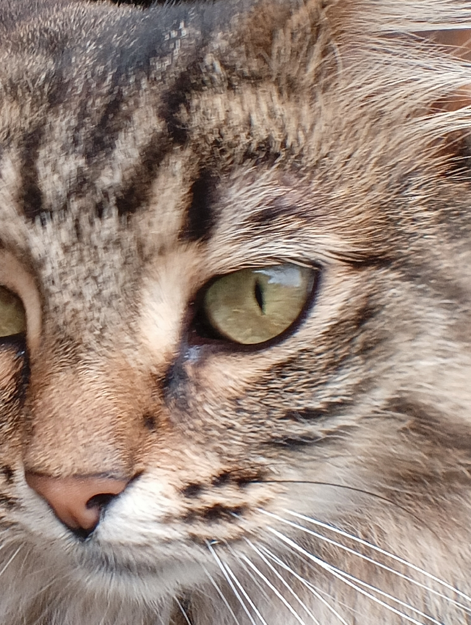 Backyard macro photography session: cats, bugs, and garden flowers