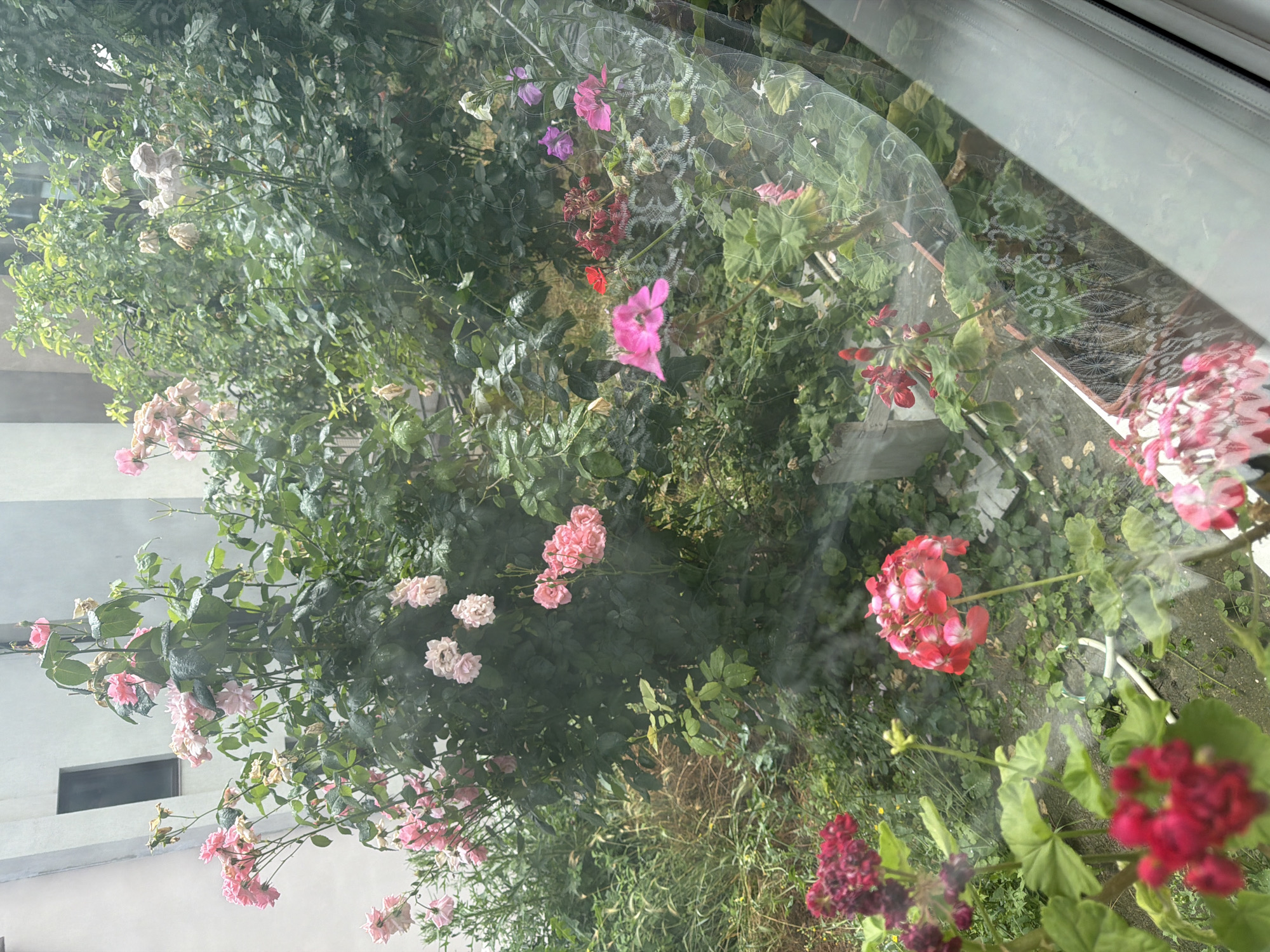 Colombia vs. DR Congo on TV, lush garden outside, Pleven morning