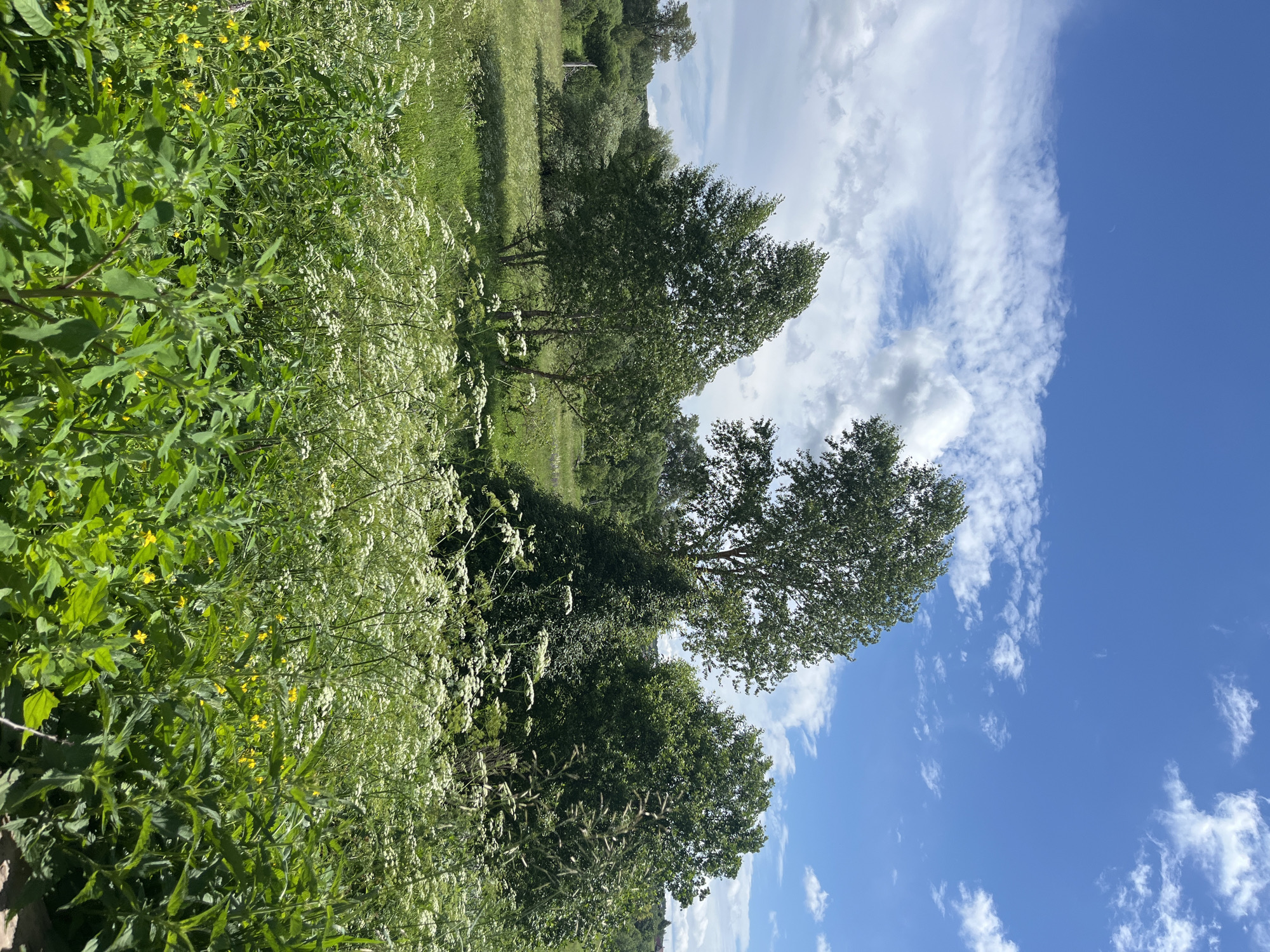 Russian rural homestead in summer bloom, gardens and all