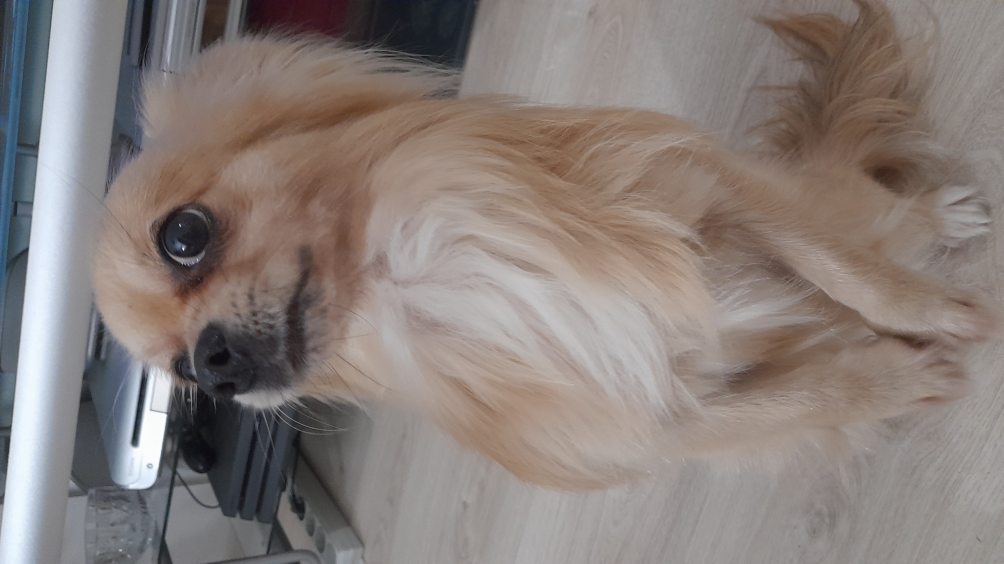 Chihuahua photographed in Saint Petersburg home