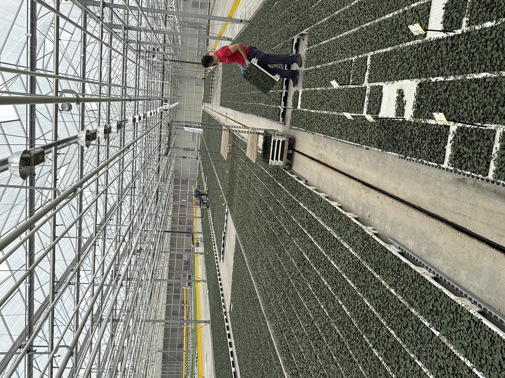 Inside a large commercial greenhouse in Maasdijk, Netherlands