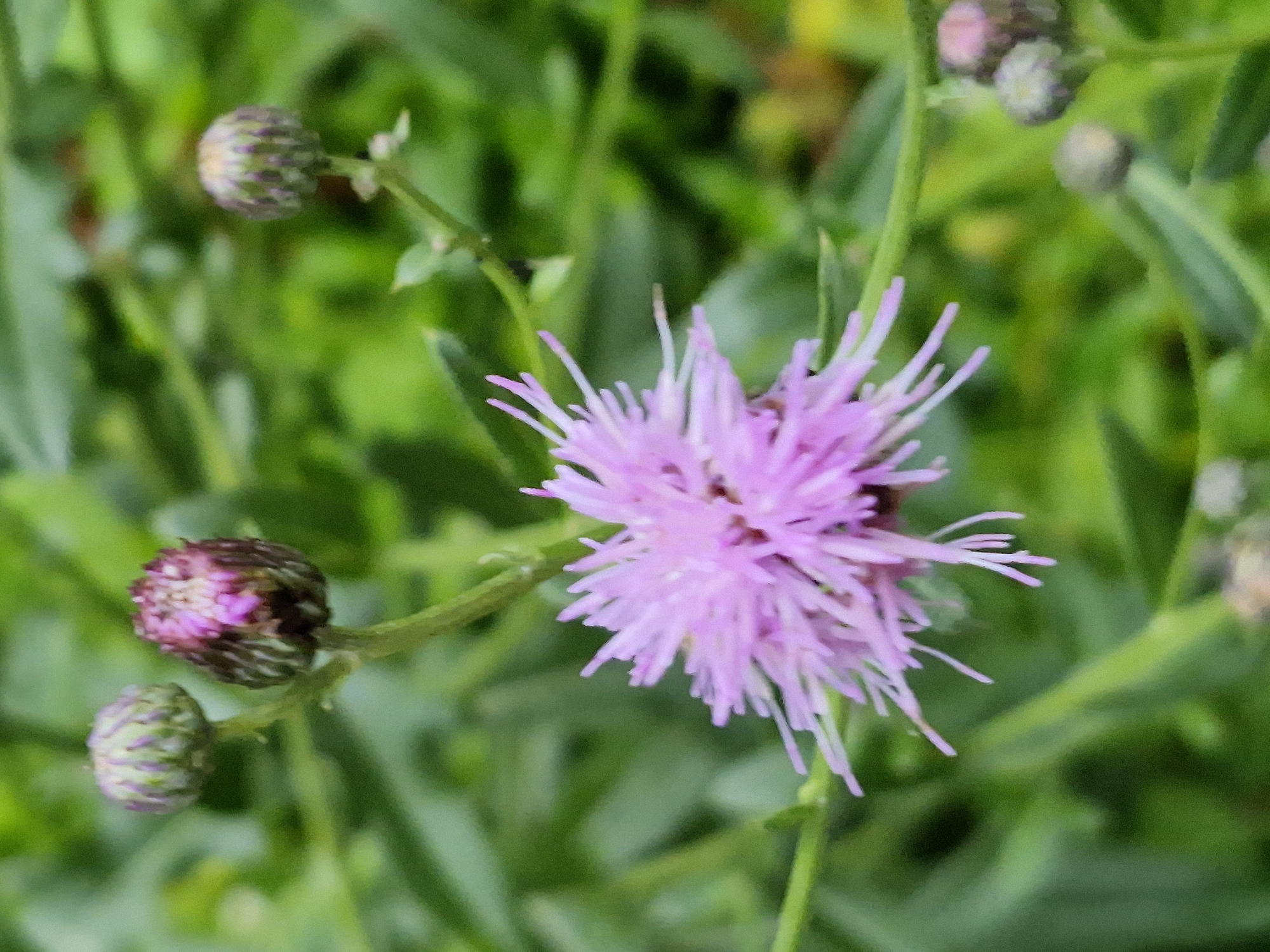 Close-up garden photography: flowers, fungi, and fine details