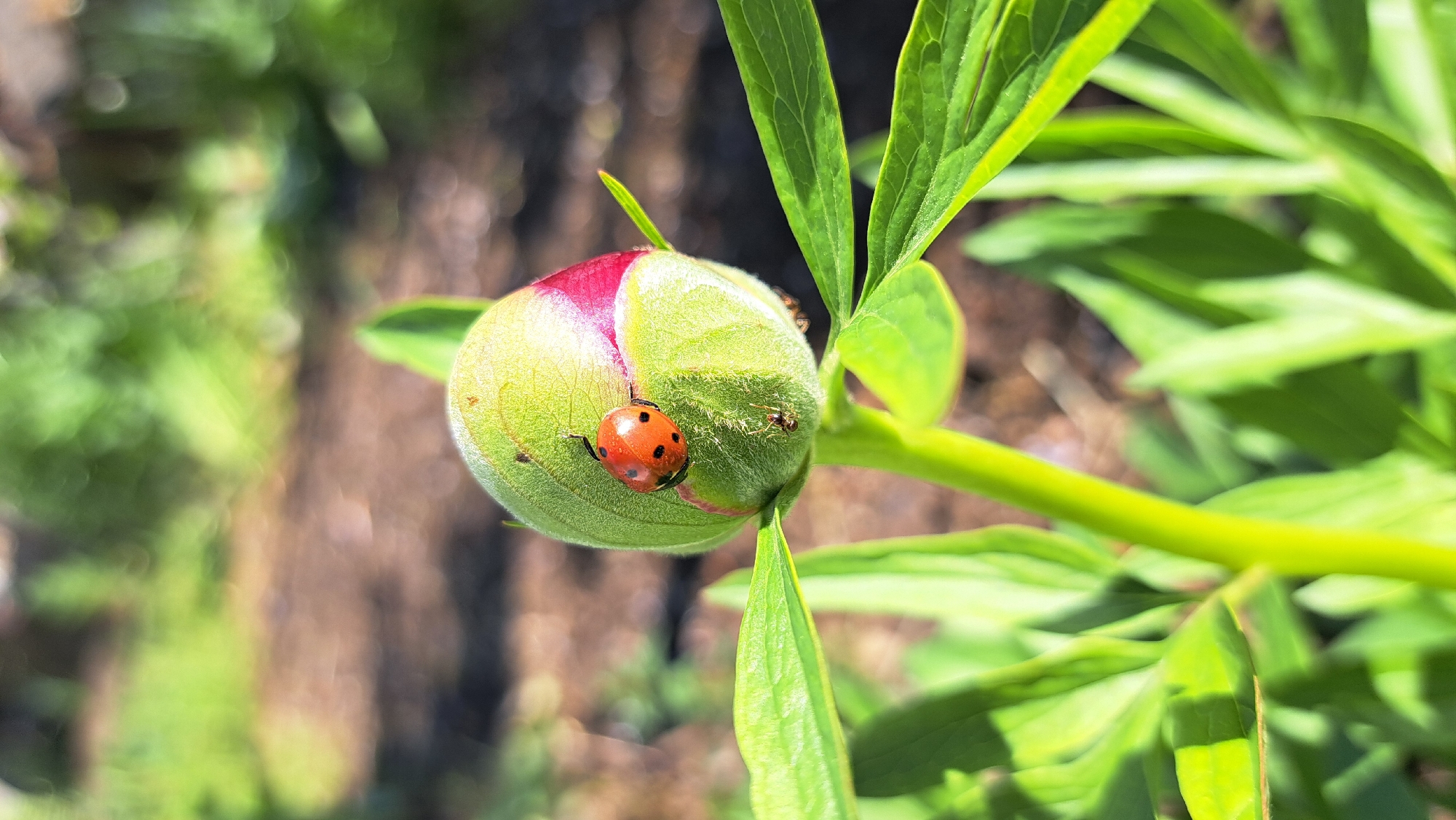 Ladybug spotted resting on peony bud in early morning