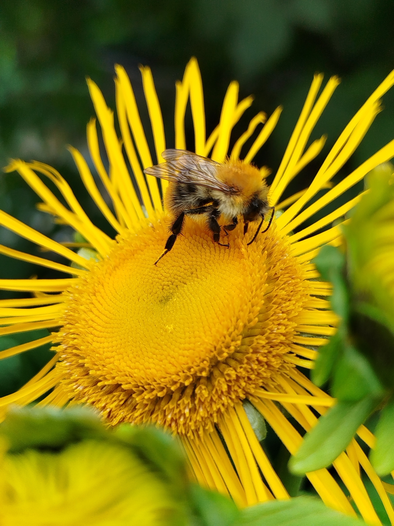 Bumblebees and blooms in a Russian garden, late summer