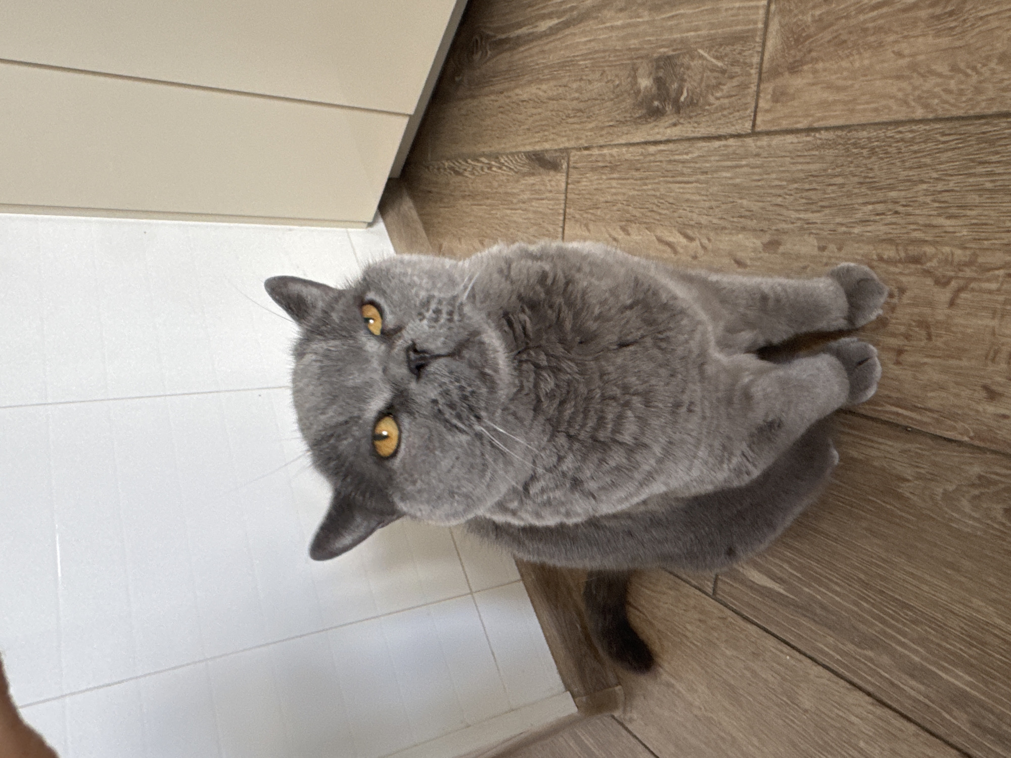 Gray British Shorthair cat poses on wooden floor, Russia