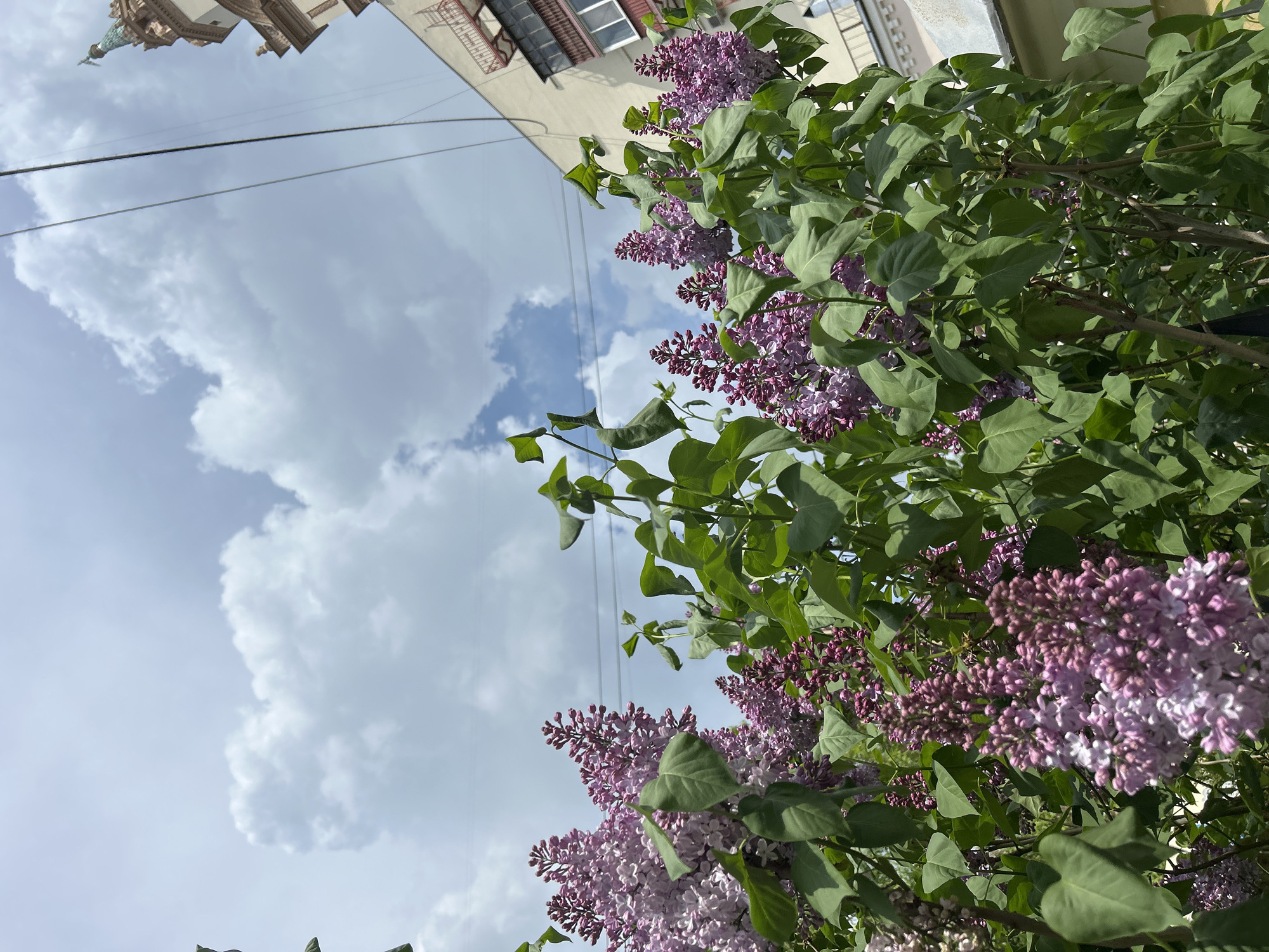 Spring flowers bloom in lilacs and daffodils display