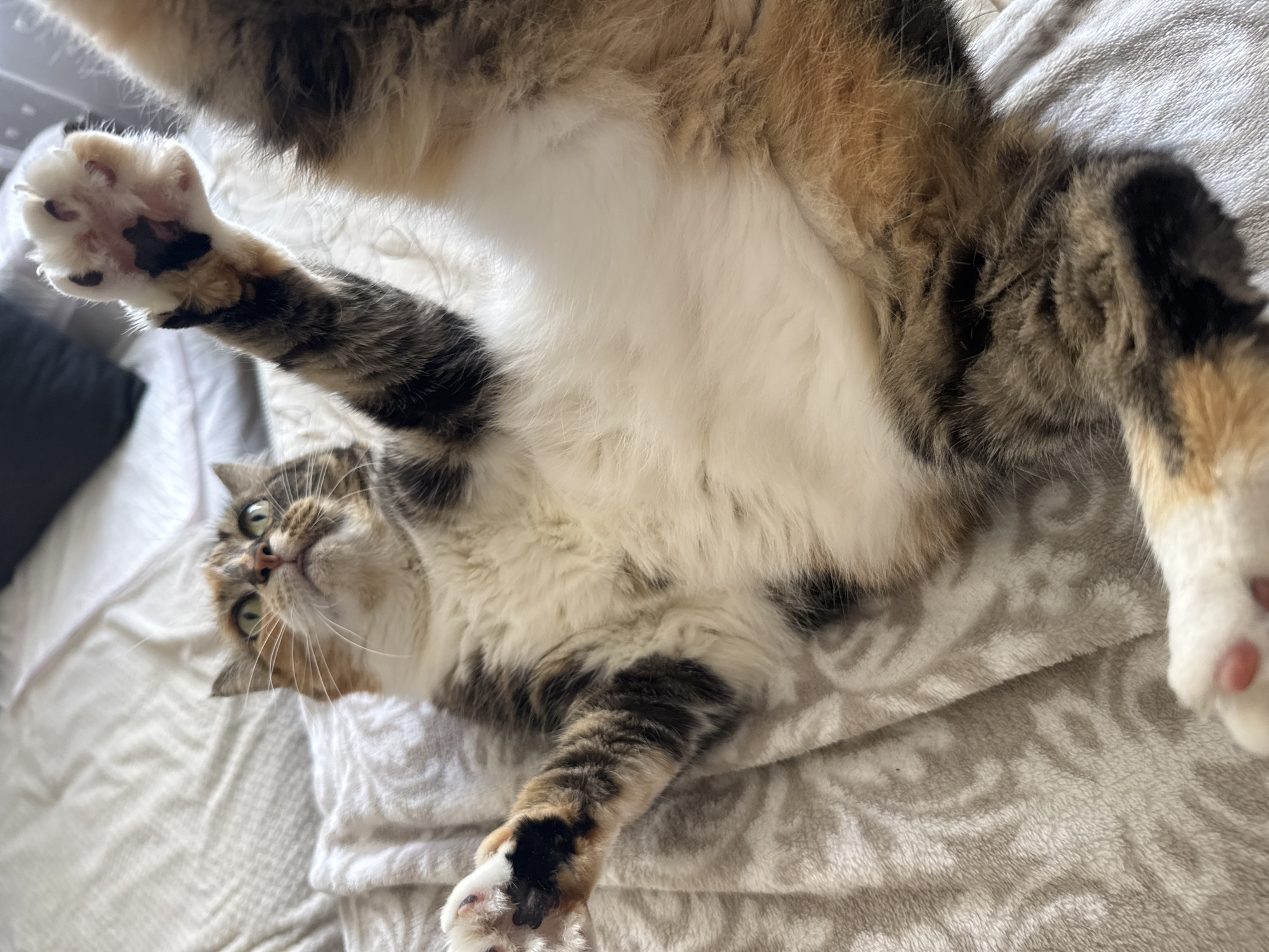 Calico cat lounging on a blanket in Riga
