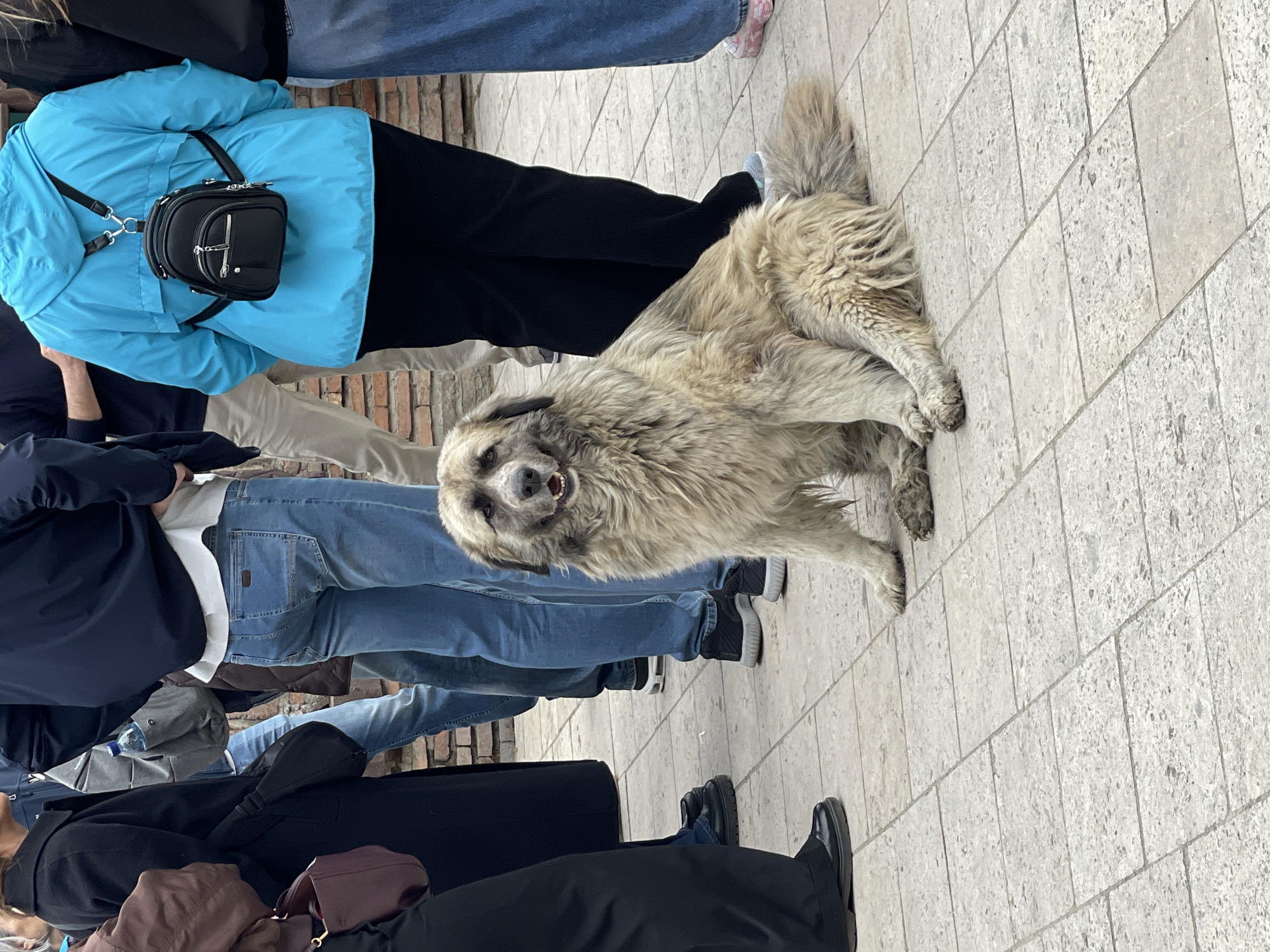 Large shaggy dog draws crowd on Tbilisi street