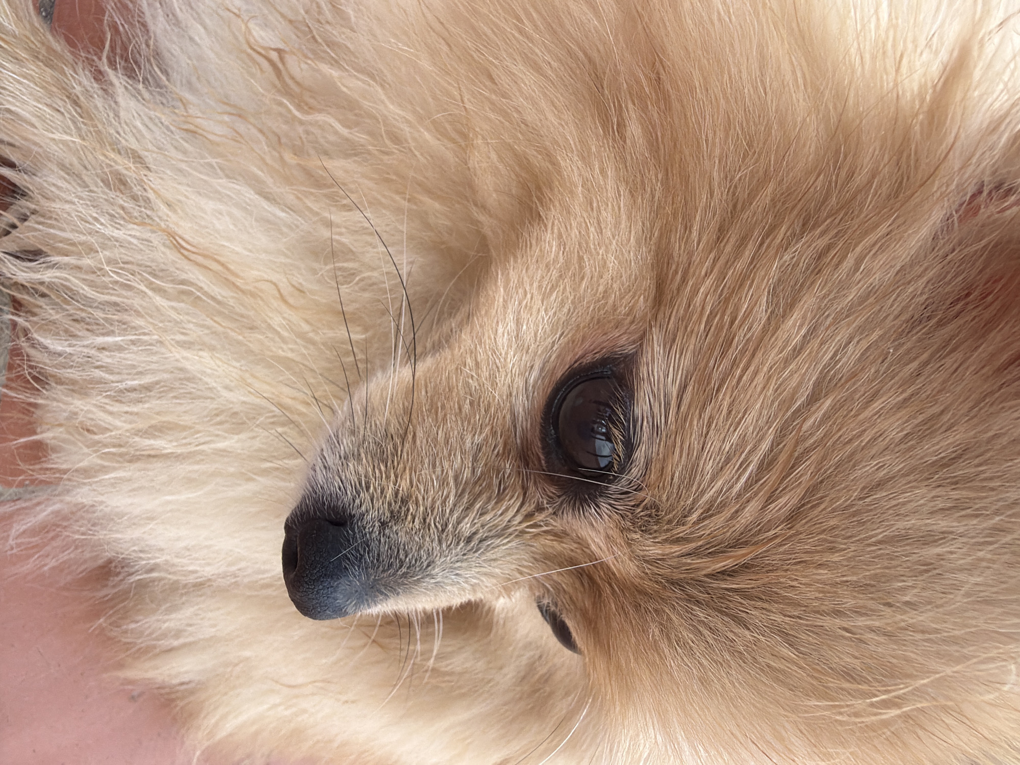 Lazy afternoon in Torrevieja with a Pomeranian and summer skies
