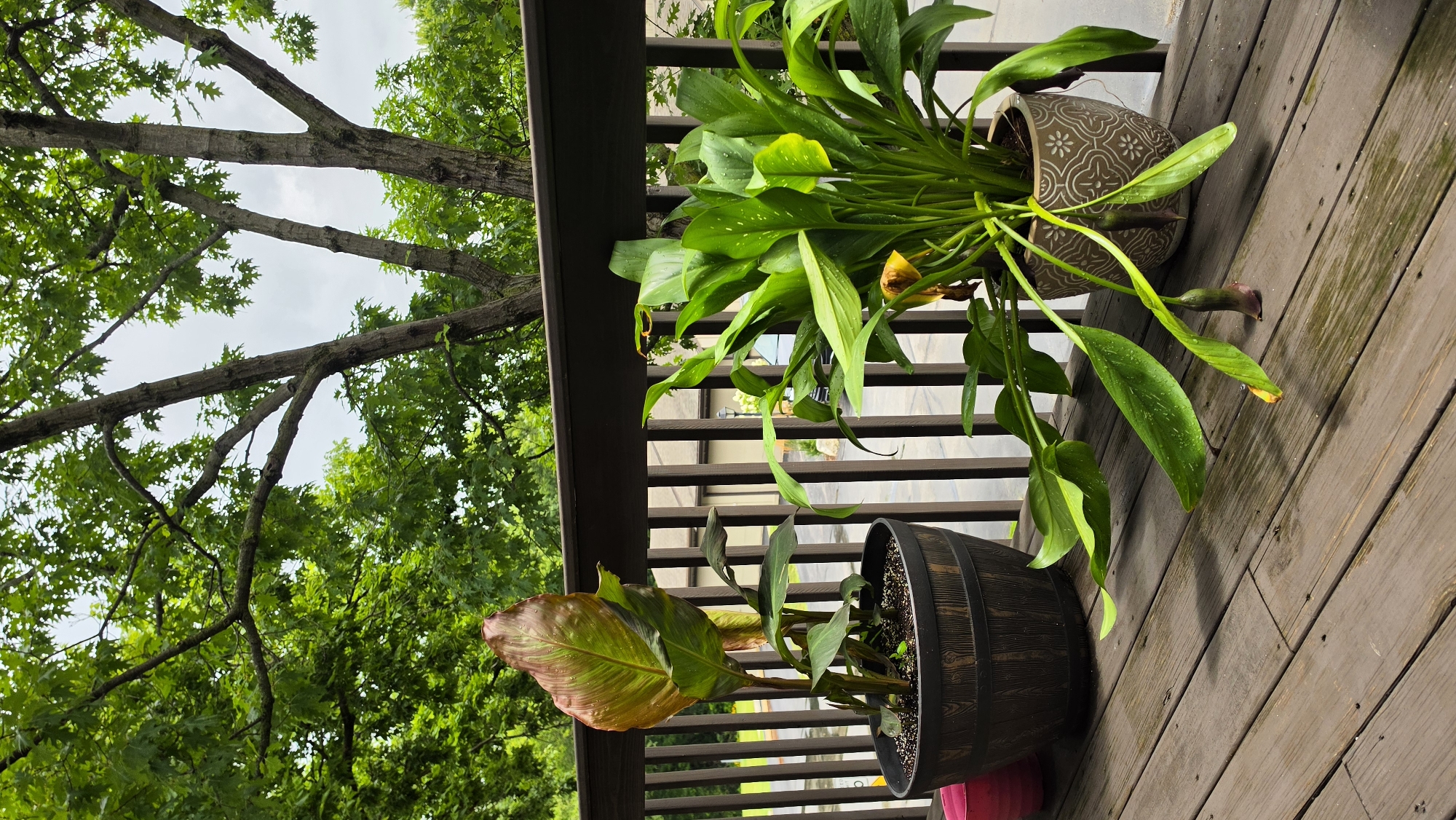 Home life in Elgin: plants, décor, a squirrel, and a workout