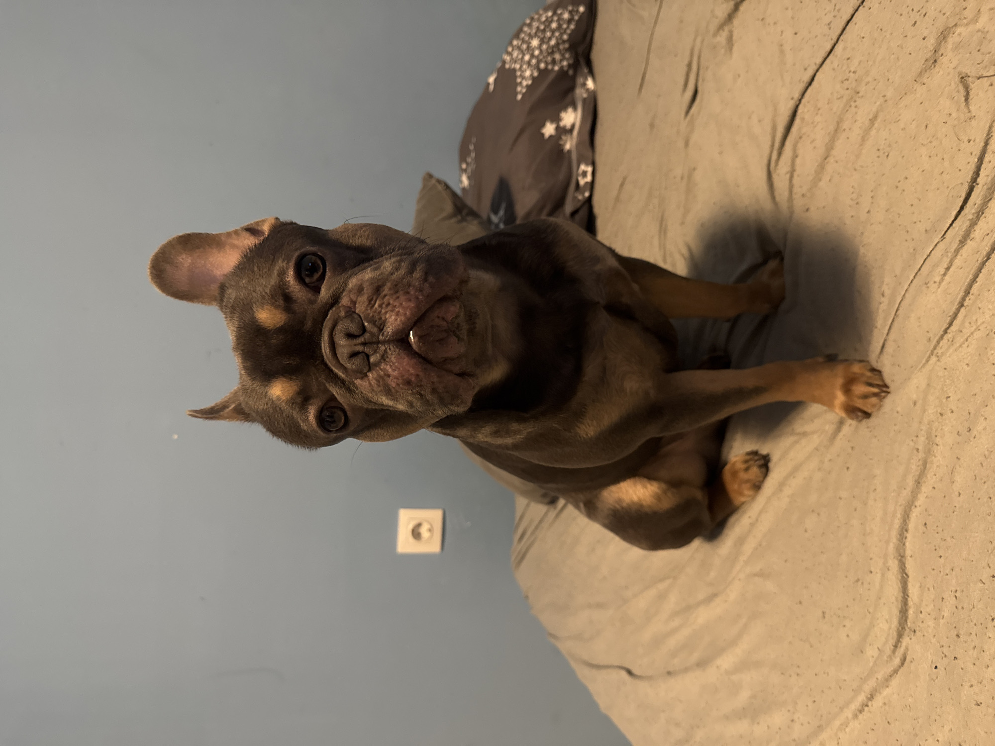French Bulldog spotted indoors and outdoors in Burgas evening