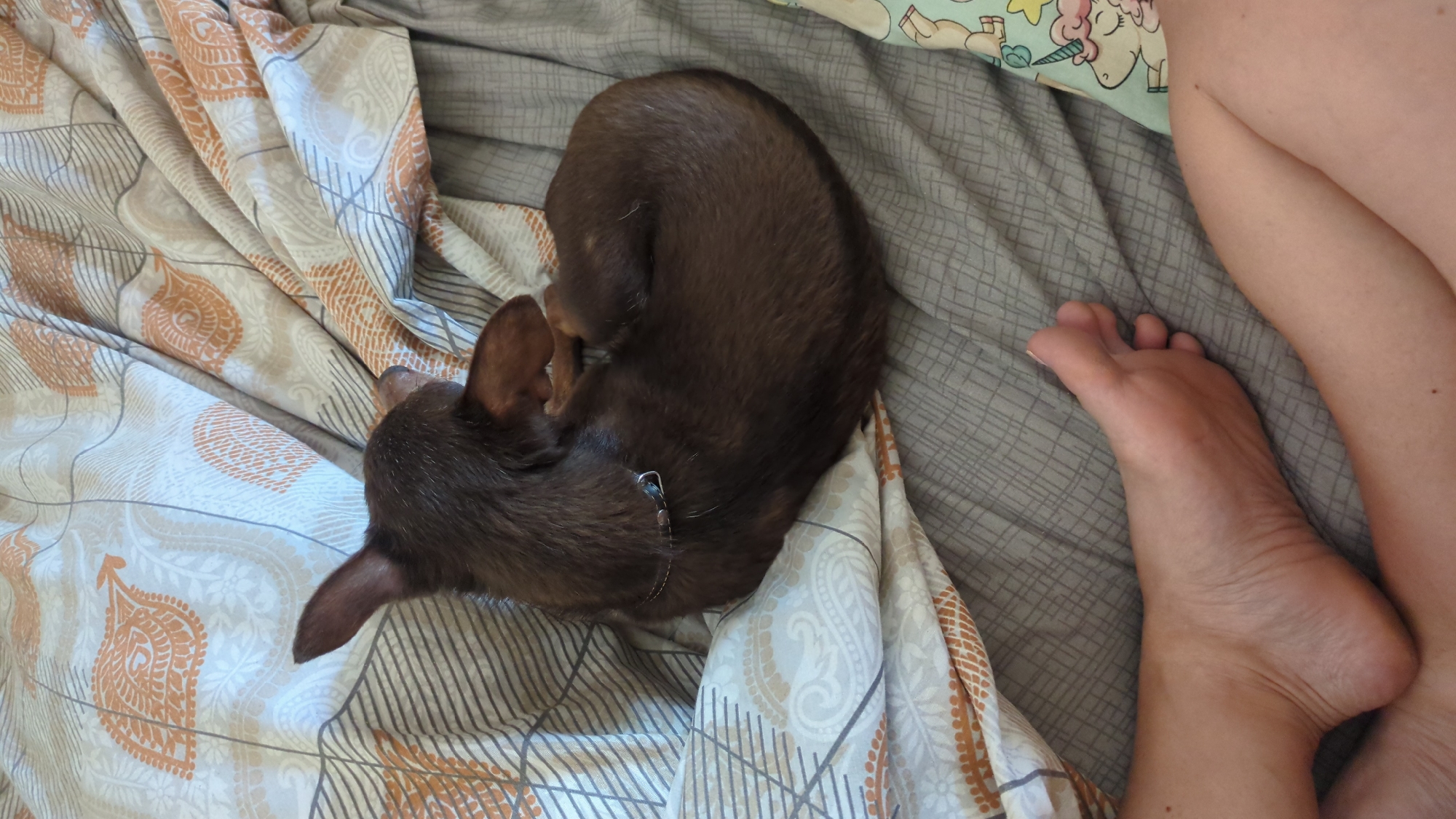 Coffee, a sleeping dog, and pastries on a slow Chișinău morning