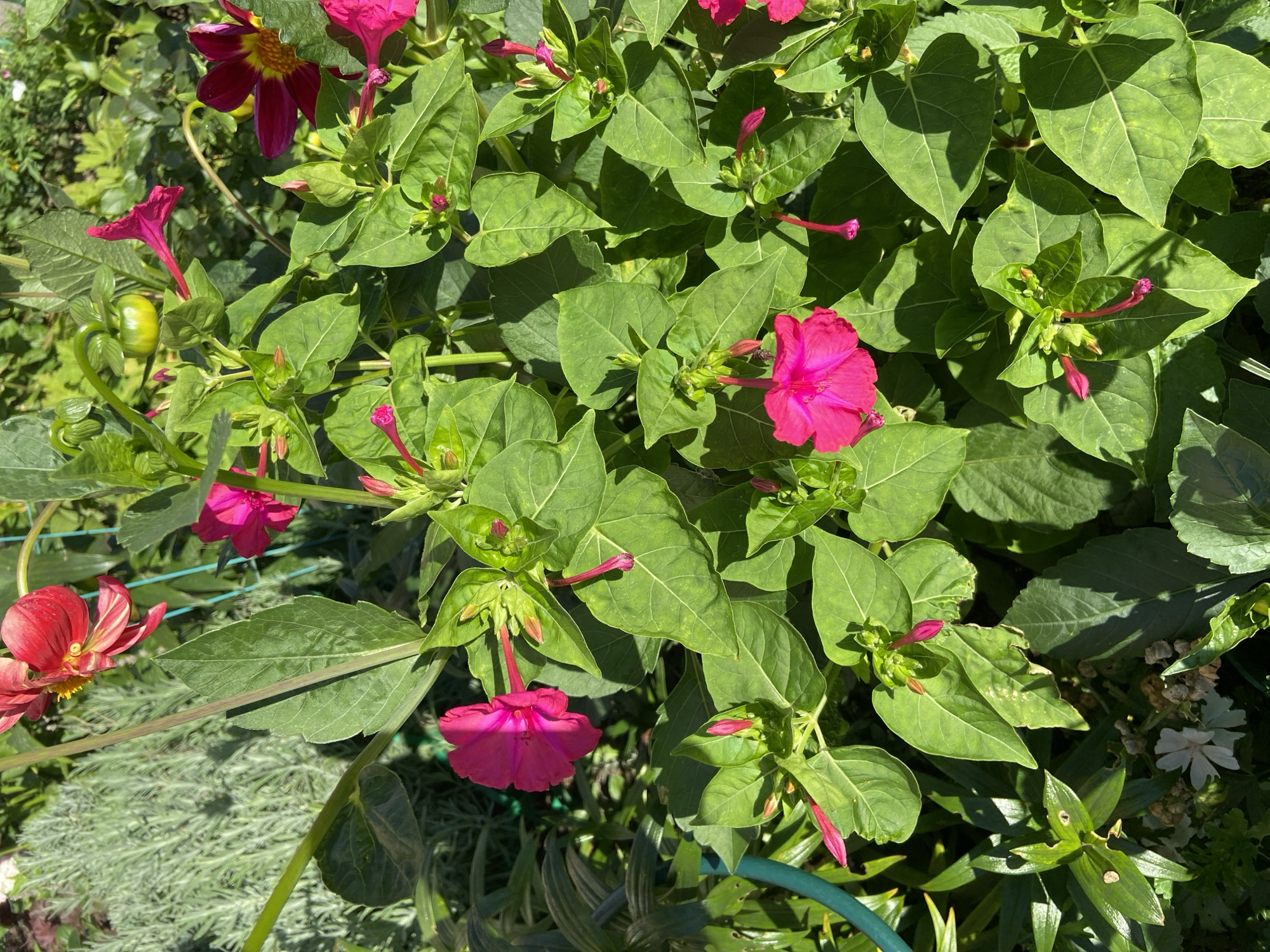Summer garden in full bloom, Balashikha