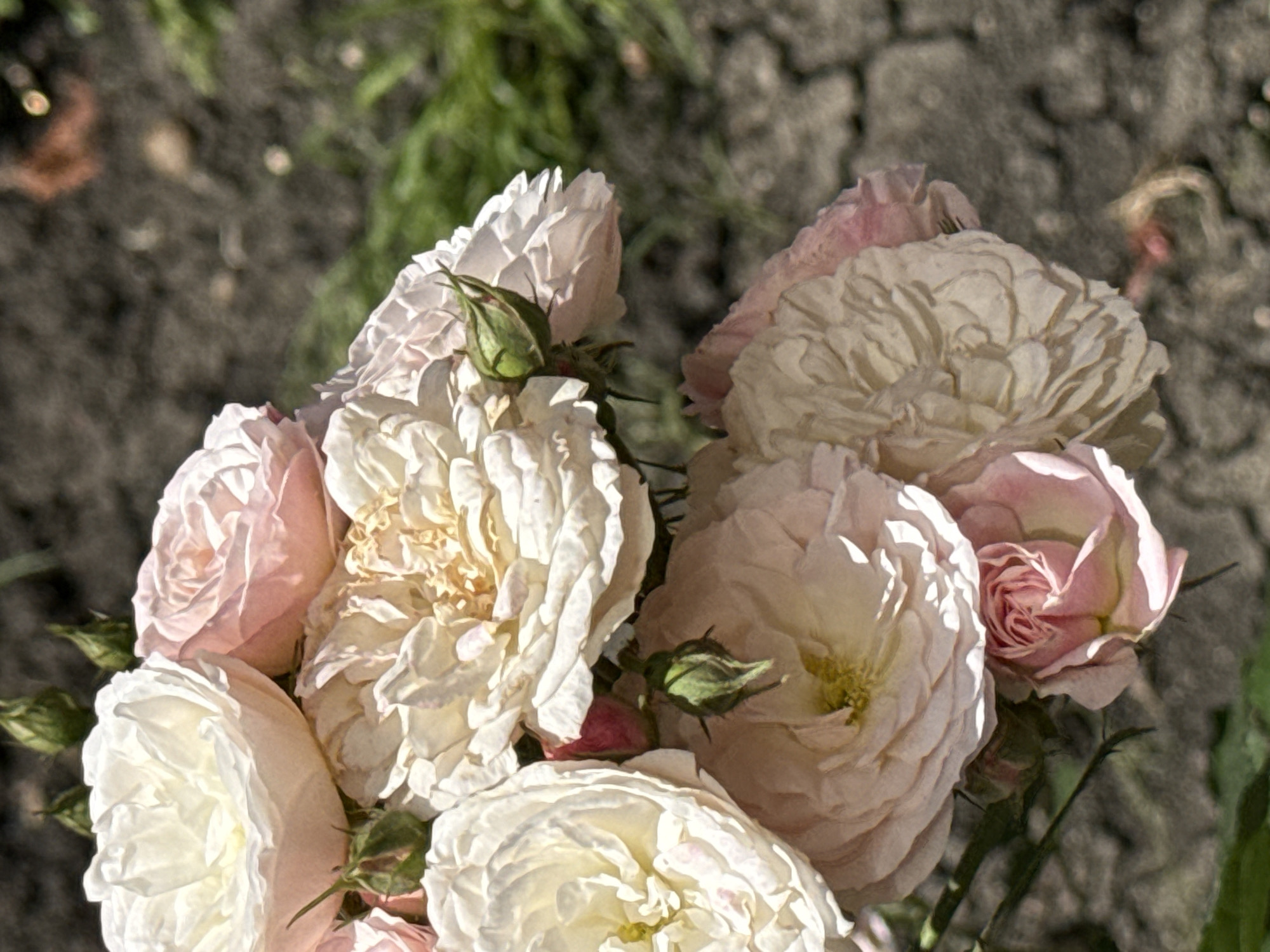 Morning garden walk captures blooming roses and urban greenery