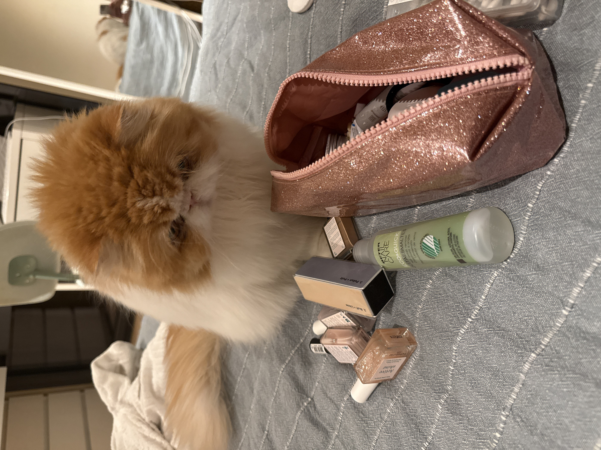 Cat explores scattered beauty products on bedroom bedspread