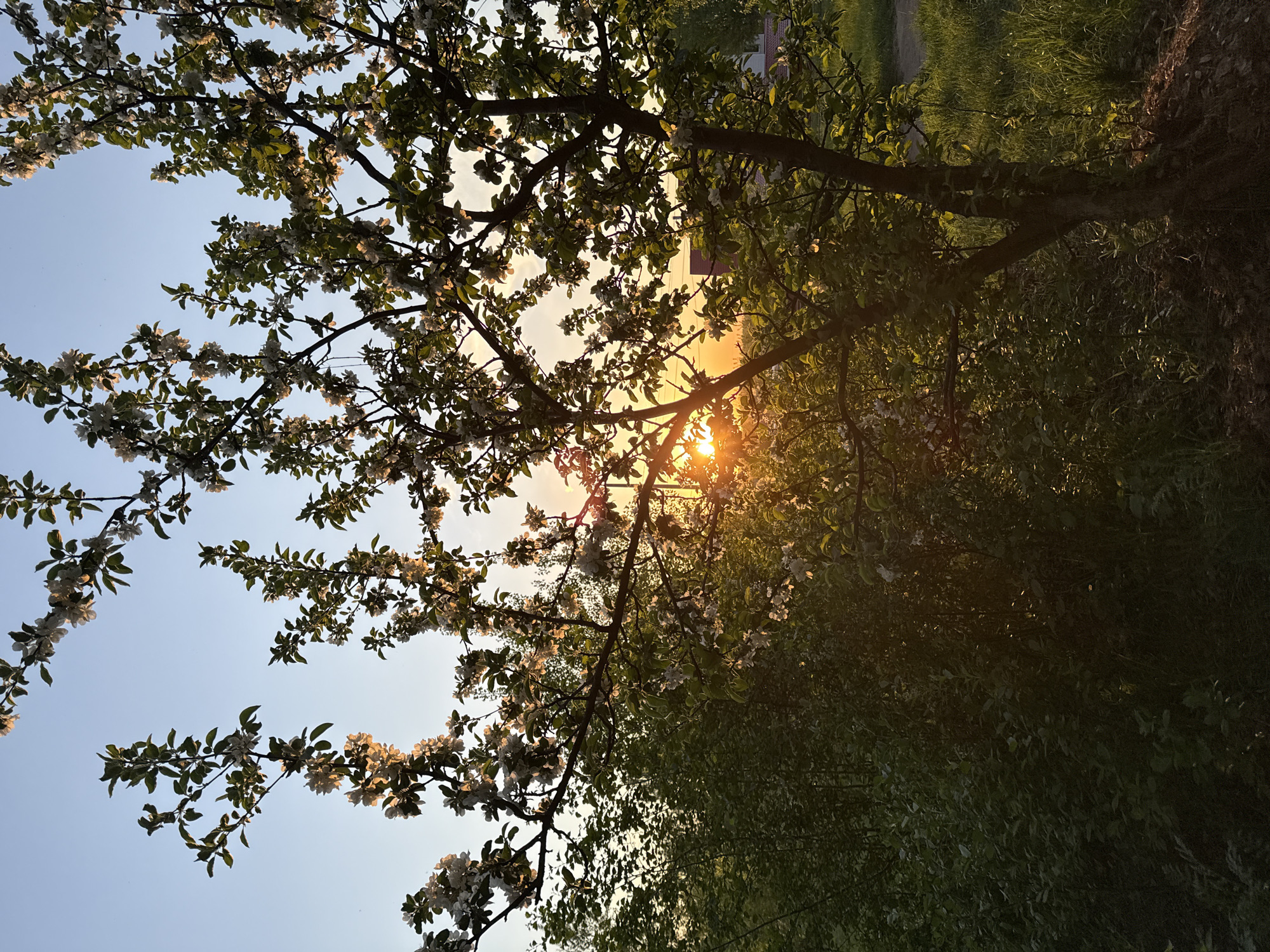 Spring blooms captured in evening light in Chaikovsky, Russia