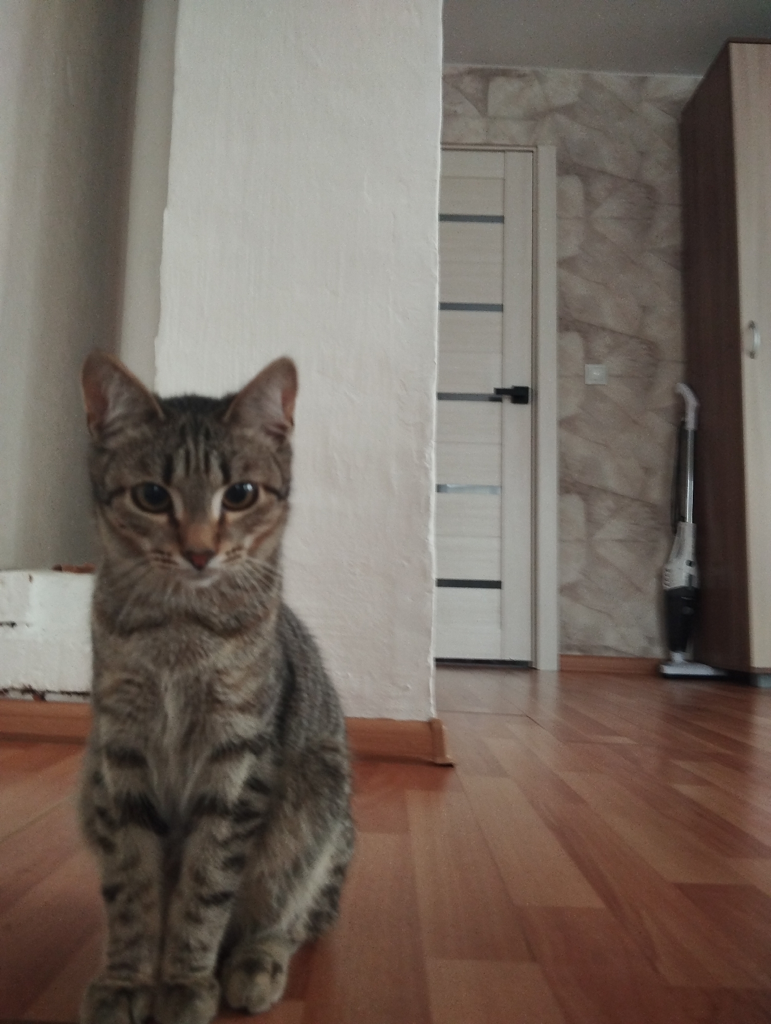 Domestic cats captured in morning home scenes, Krasnogorskoye Russia